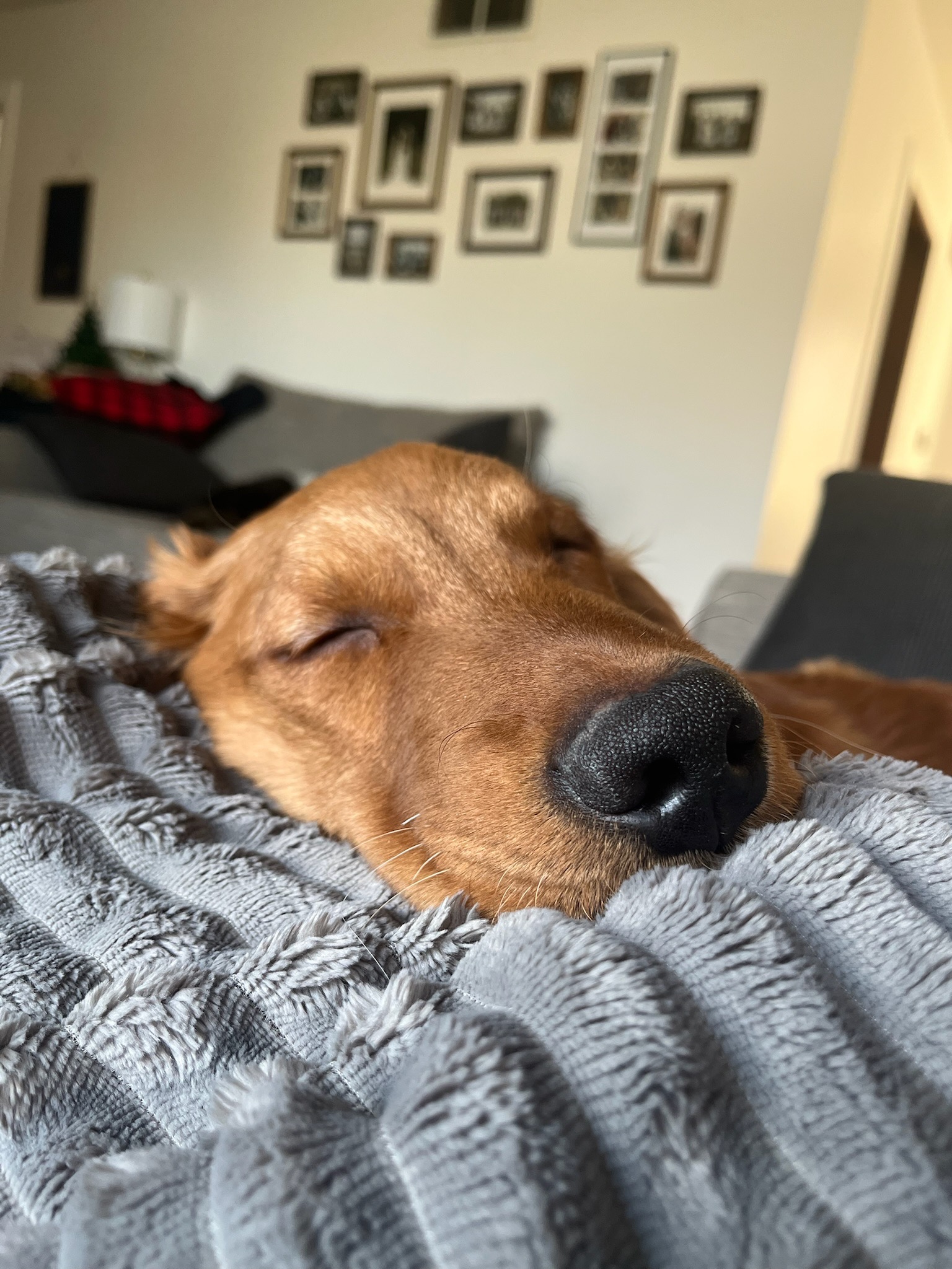 Give Finn a Chance at a Long, Joyful Life campaign photo, 7 of 8