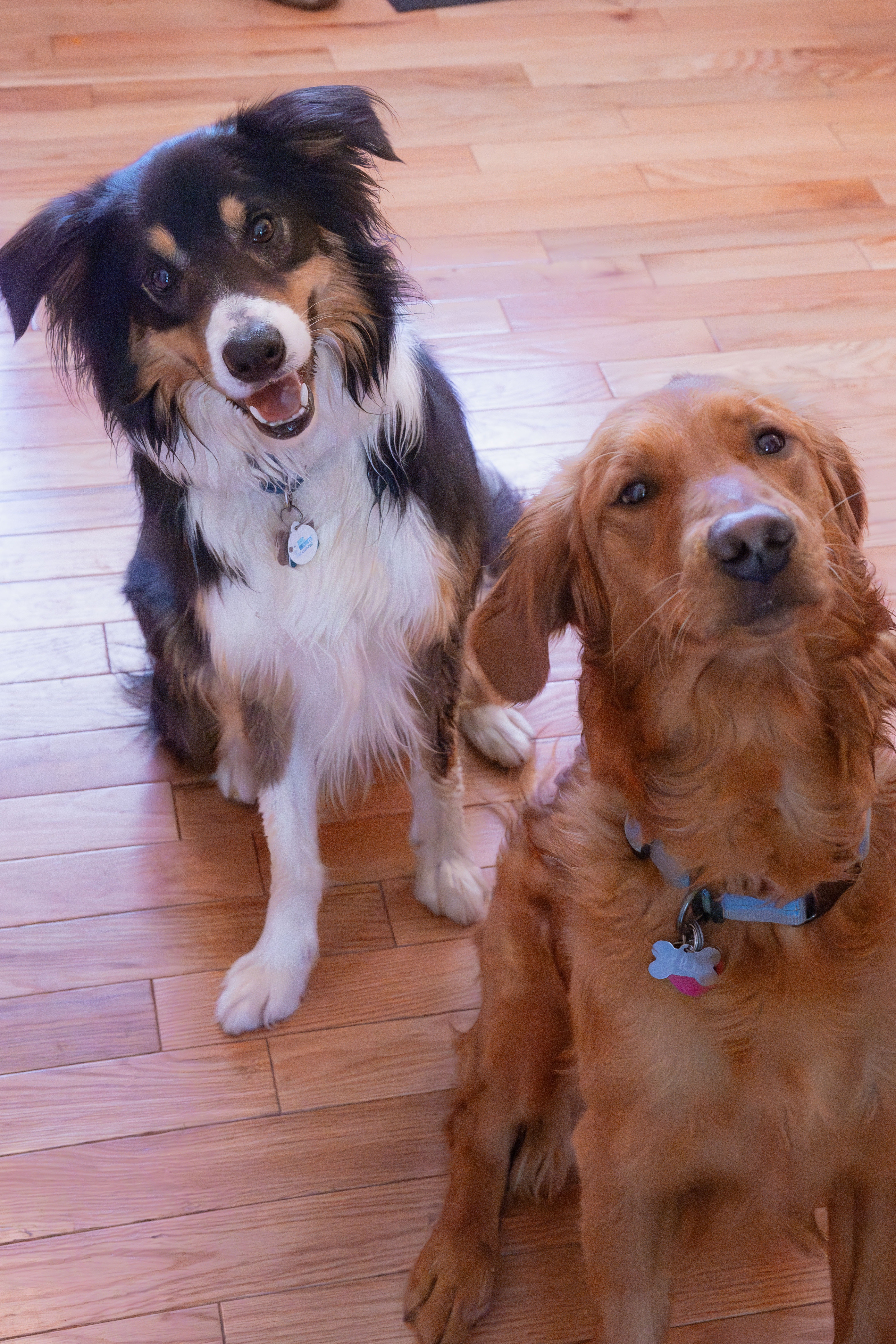 Give Finn a Chance at a Long, Joyful Life campaign photo, 5 of 8