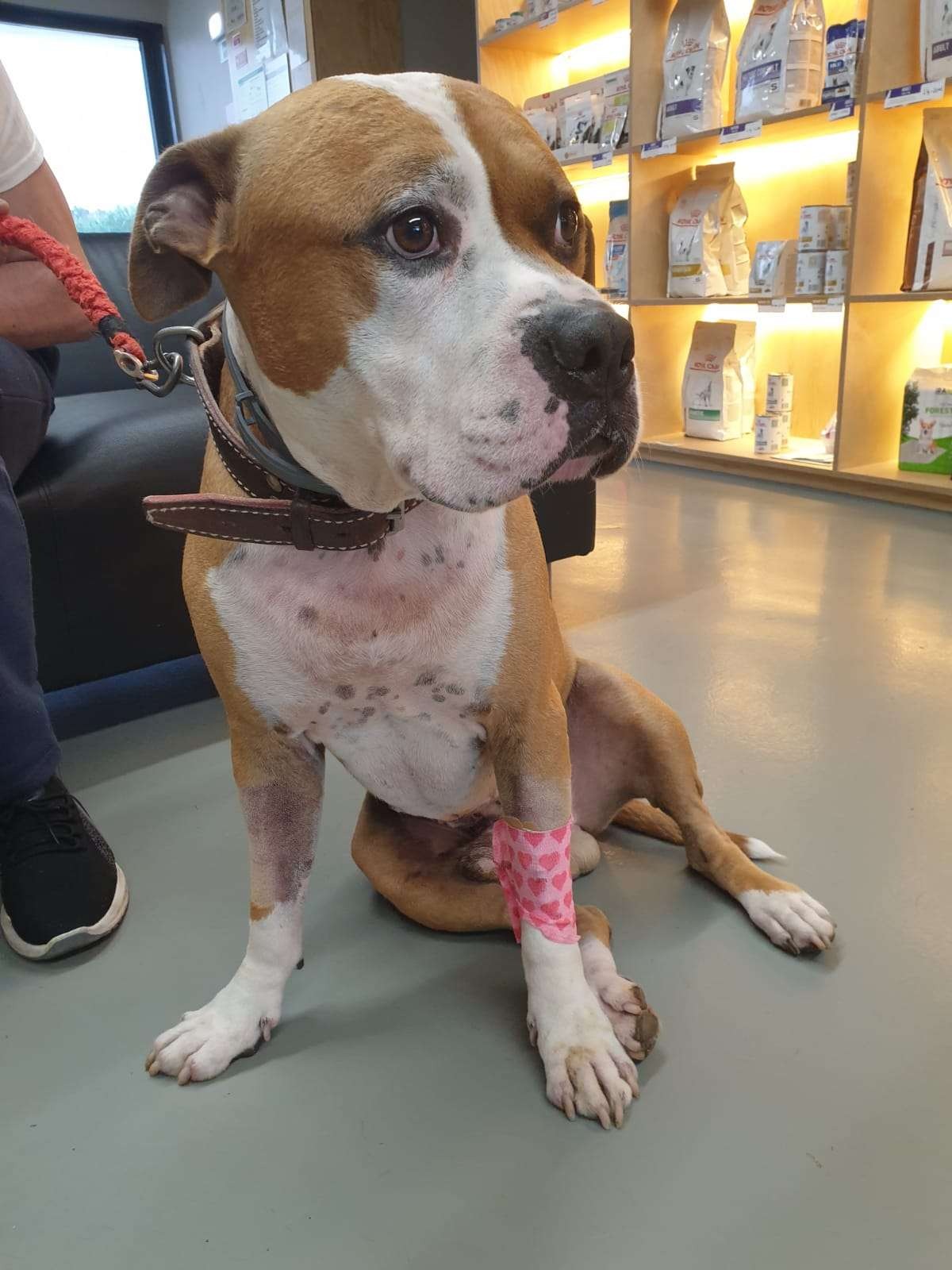 Help Apollo - Our Warrior needs you! campaign photo, 7 of 8