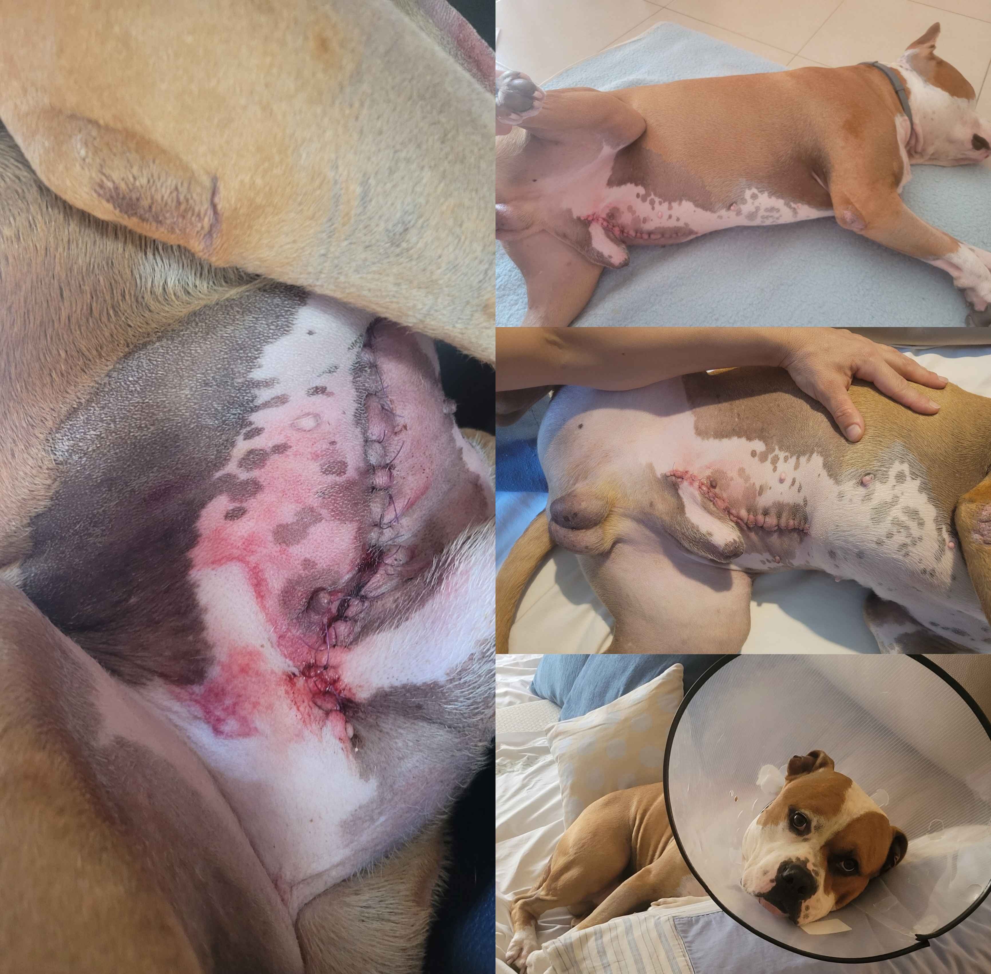Help Apollo - Our Warrior needs you! campaign photo, 4 of 8