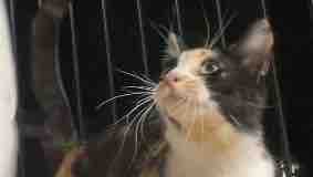 Give a Stray Cat a Chance: Help Hanna photo