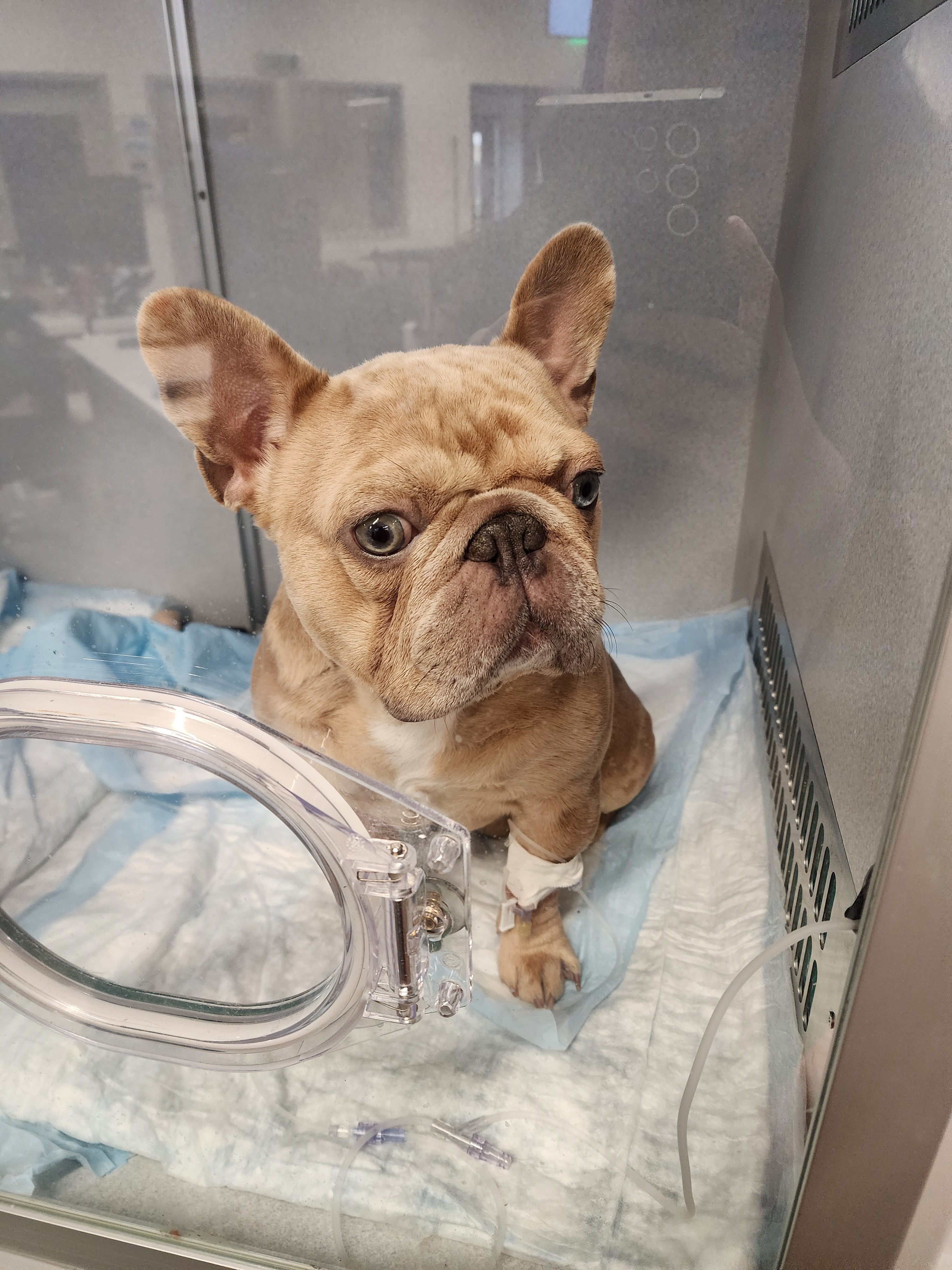 Help Winston Breathe: Urgent Surgery Needed campaign photo, 2 of 6