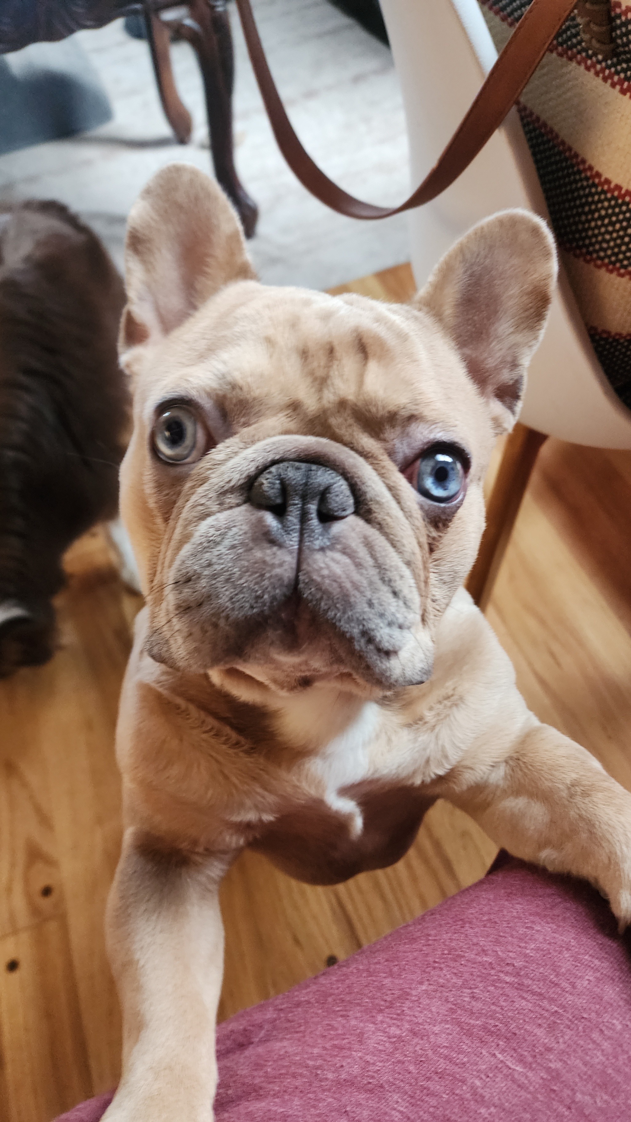 Help Winston Breathe: Urgent Surgery Needed campaign photo, 5 of 6