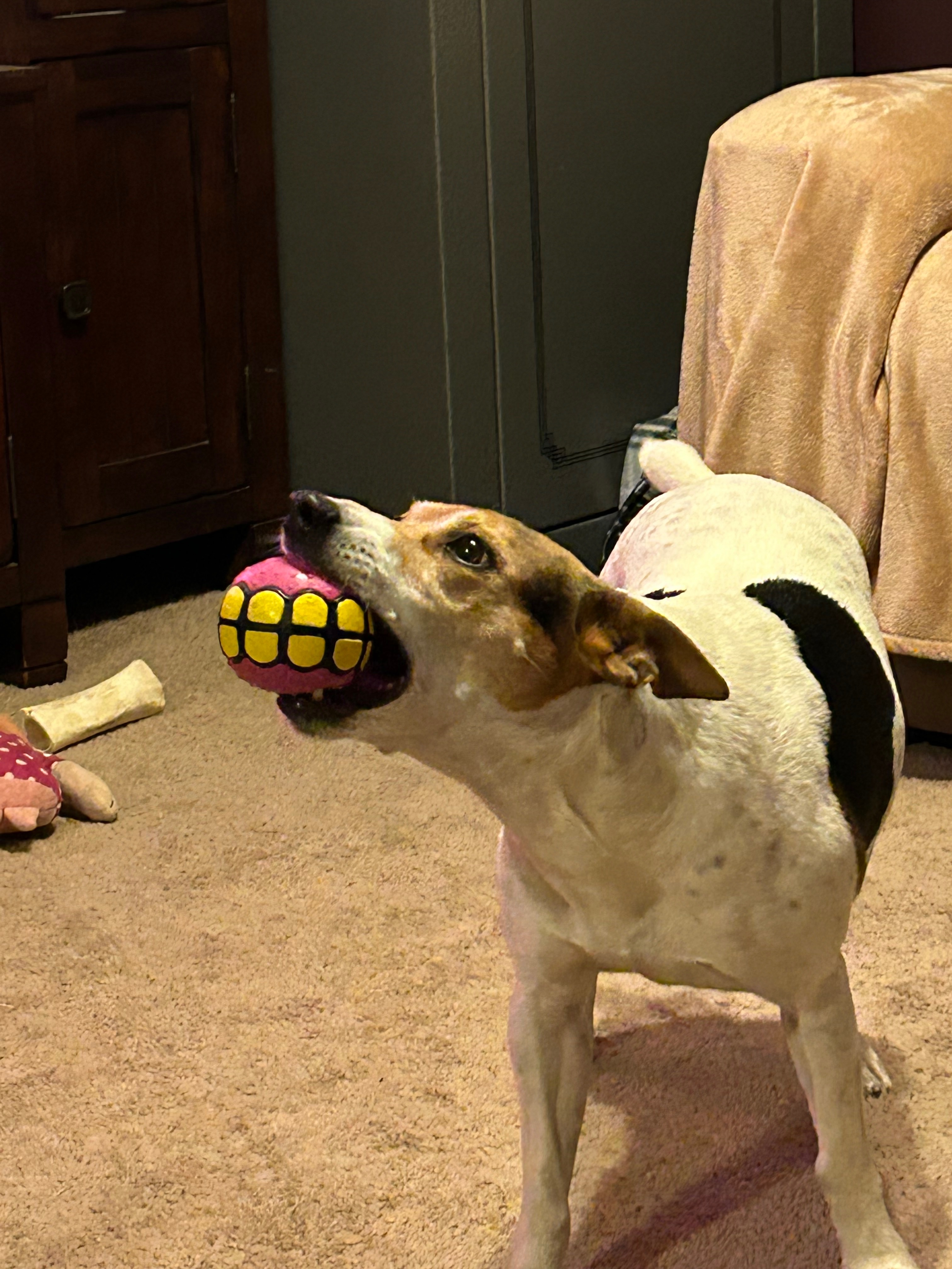 Help our pup Recover: Support Her Medical Care campaign photo, 4 of 5
