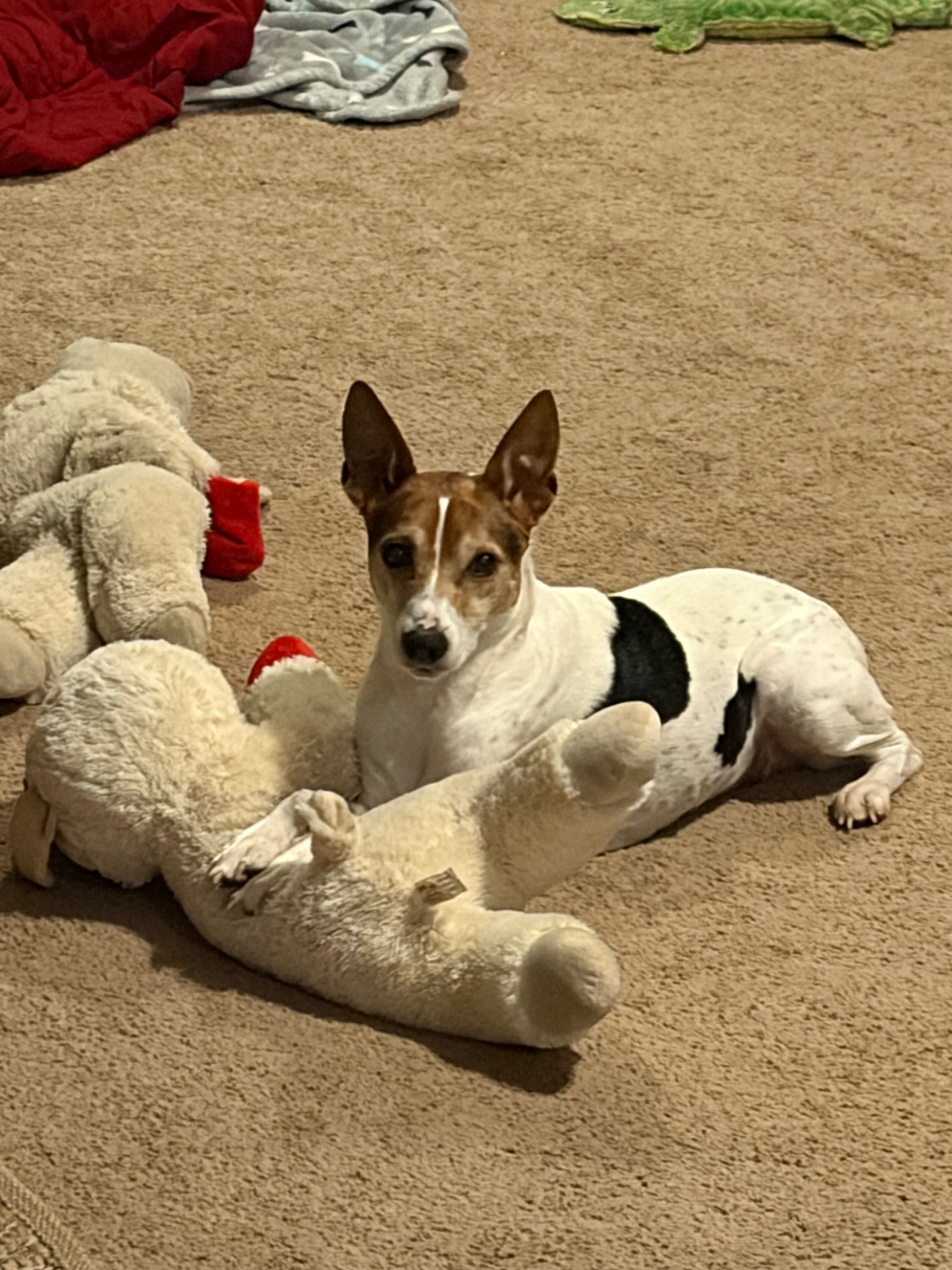 Help our pup Recover: Support Her Medical Care campaign photo, 2 of 5