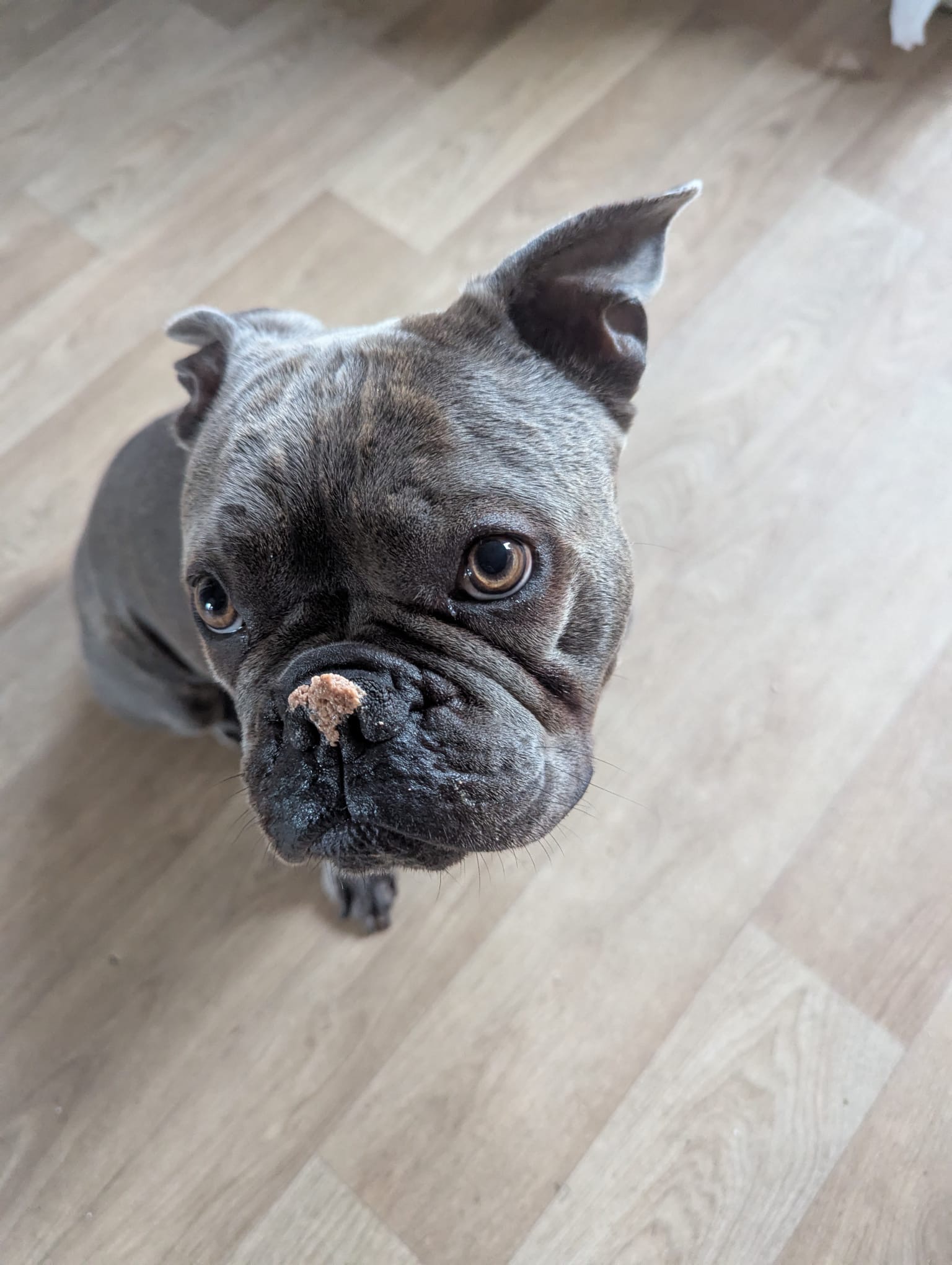 Help Archy Walk properly Again — MRI & Surgery Needed campaign photo, 2 of 8