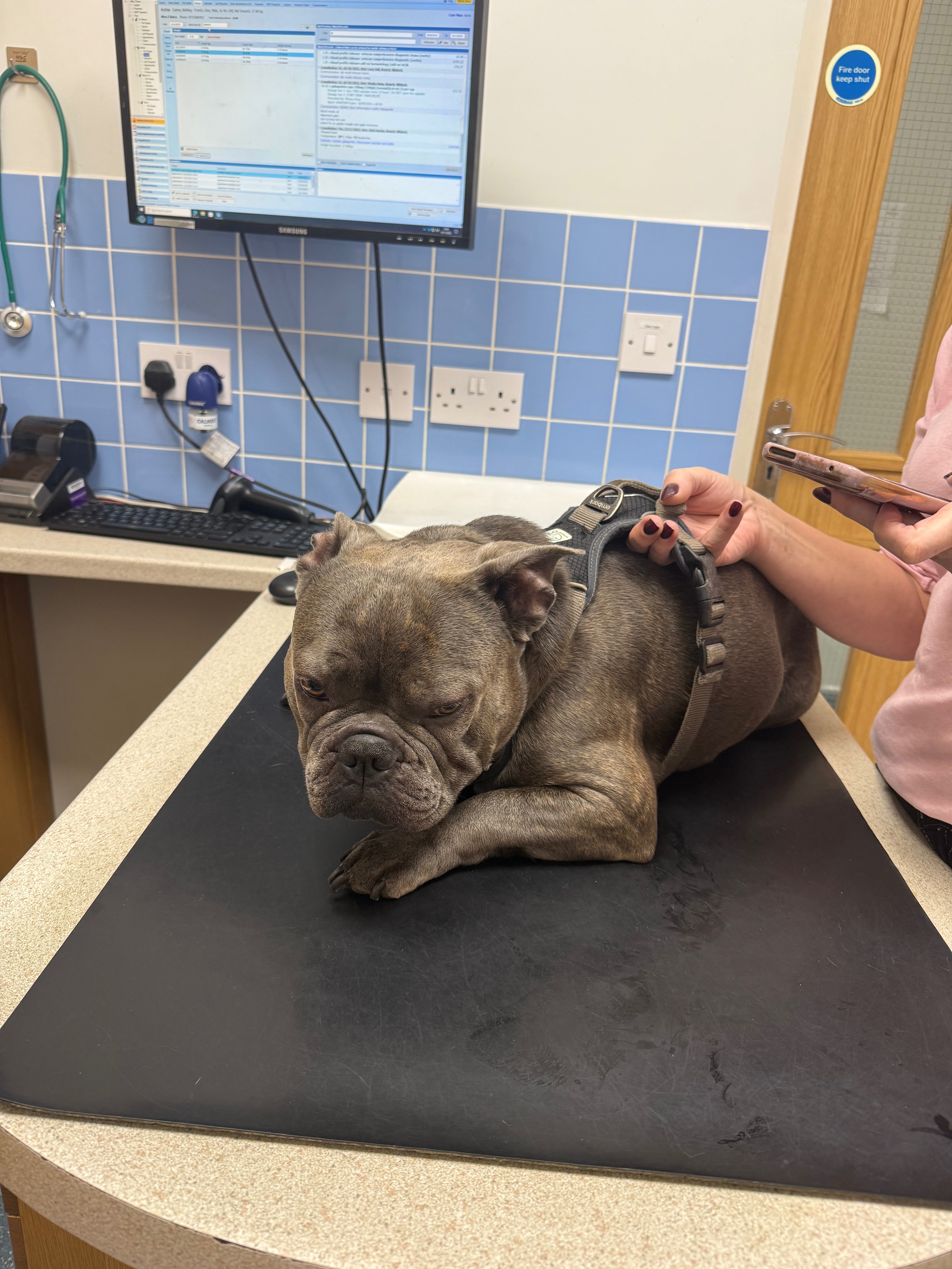 Help Archy Walk properly Again — MRI & Surgery Needed campaign photo, 4 of 8