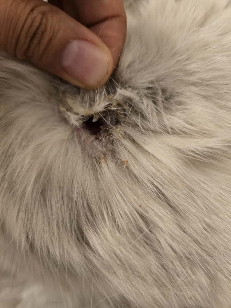 Urgent Help Needed for Injured Stray Cat campaign photo, 5 of 5