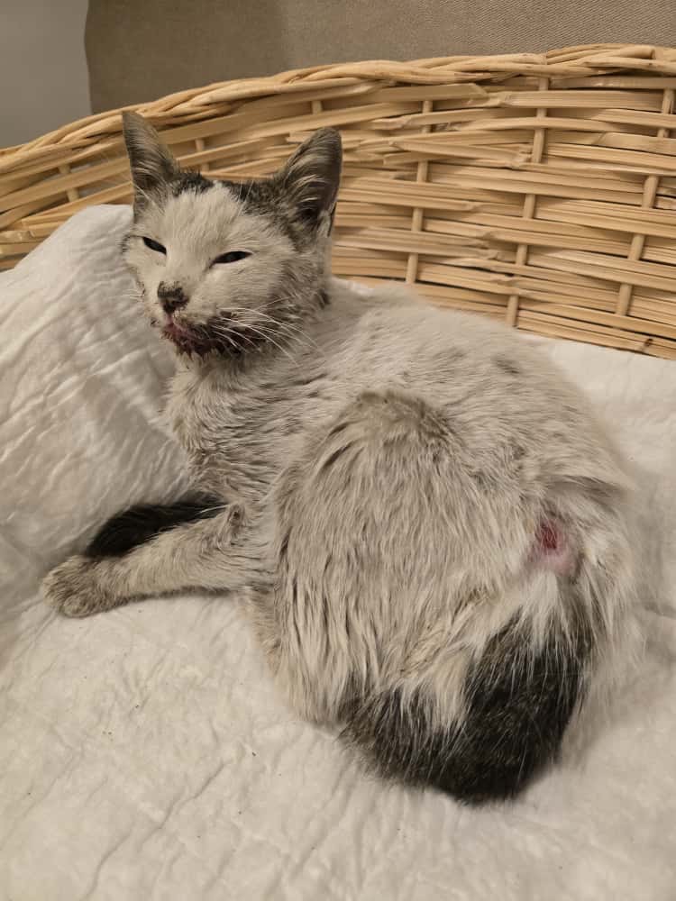 Urgent Help Needed for Injured Stray Cat campaign photo, 2 of 5