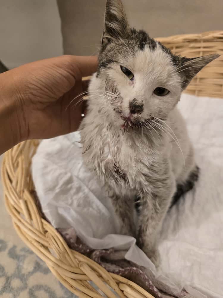 Urgent Help Needed for Injured Stray Cat campaign photo, 4 of 5