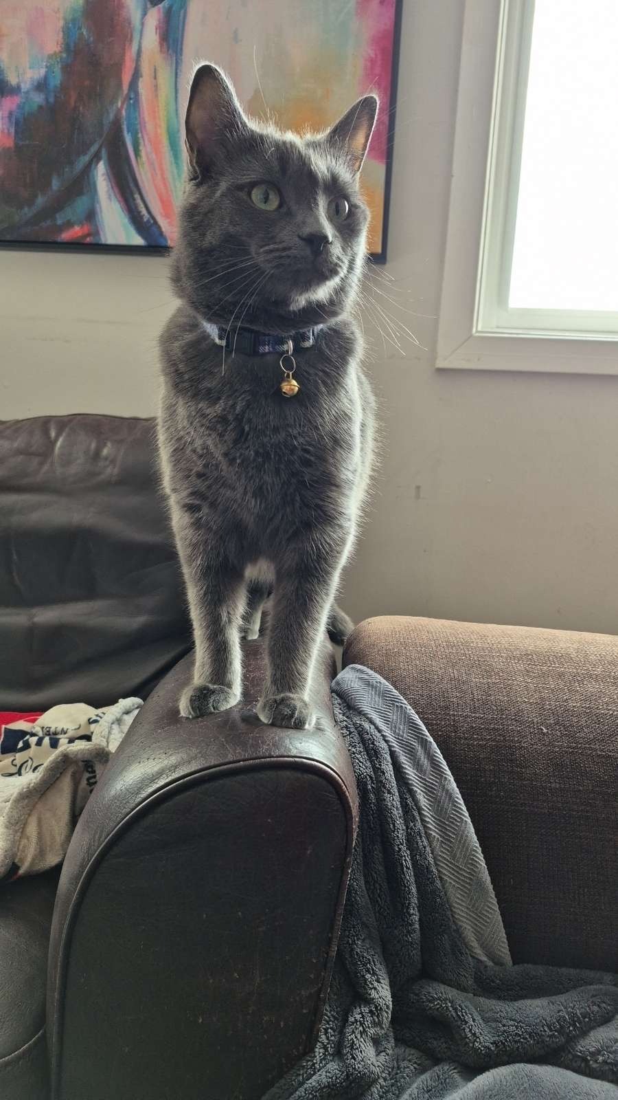 Beerus's medical funds campaign photo, 5 of 6