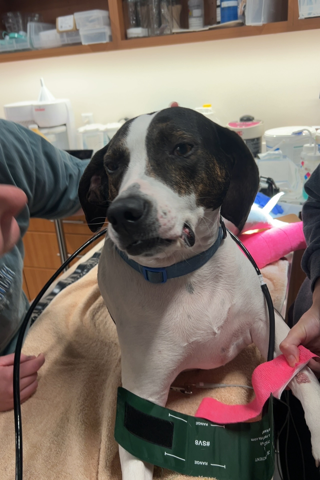 Support Emma's Urgent Surgery campaign photo, 2 of 8
