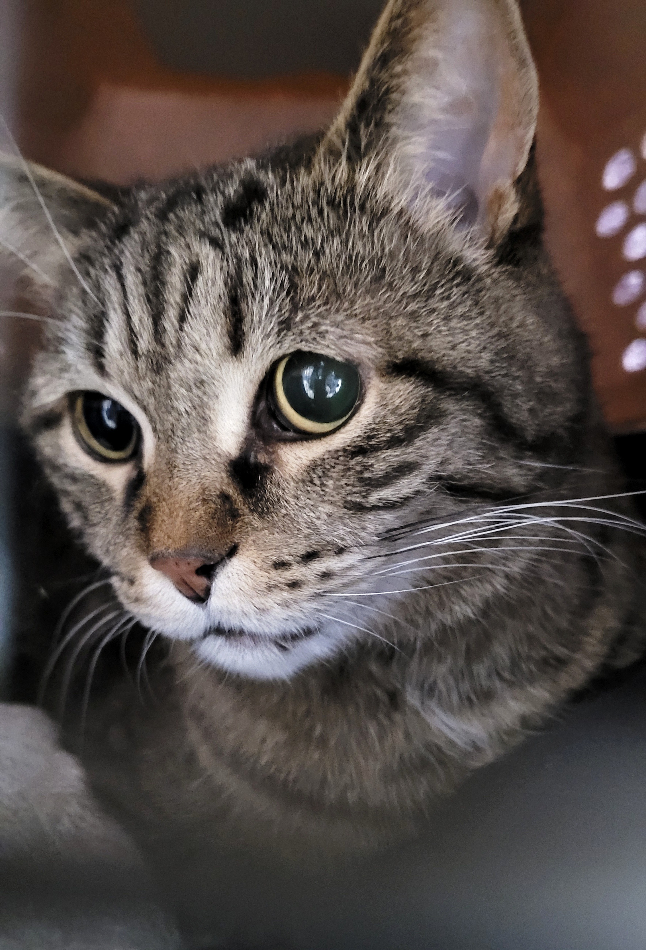 Help My Cat Get the Dental Surgery He Desperately Needs campaign photo, 7 of 8