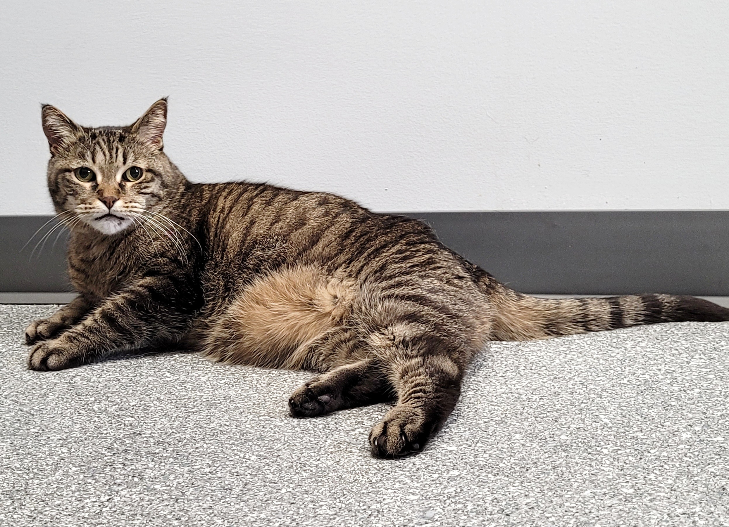 Help My Cat Get the Dental Surgery He Desperately Needs campaign photo, 2 of 8