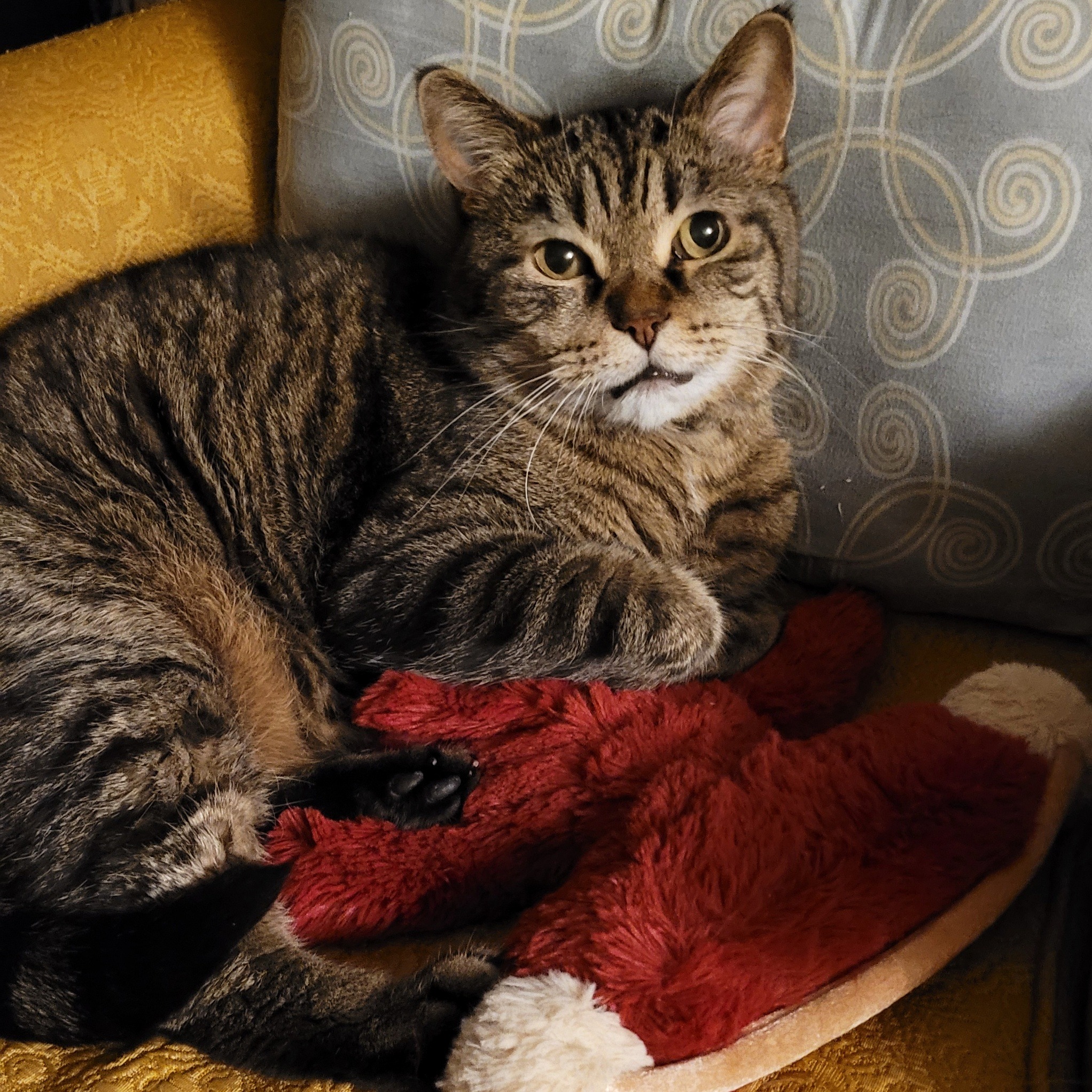 Help My Cat Get the Dental Surgery He Desperately Needs campaign photo, 4 of 8
