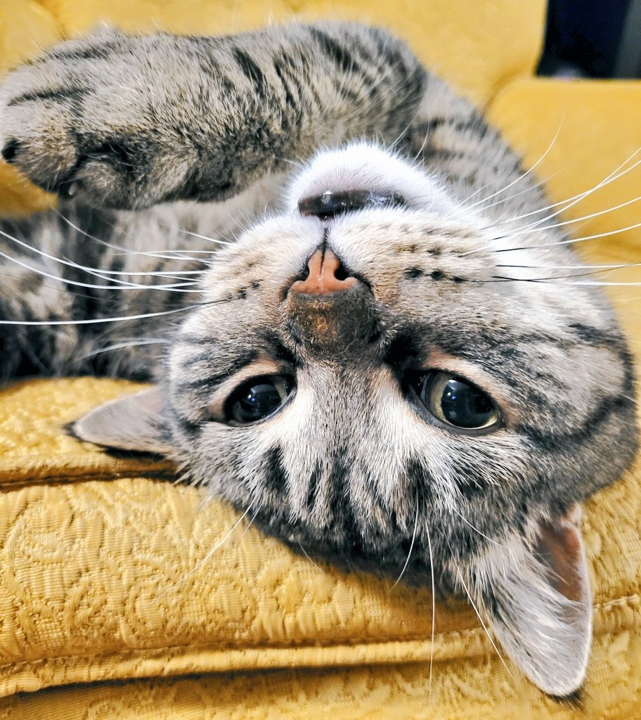 Help My Cat Get the Dental Surgery He Desperately Needs campaign photo, 5 of 8