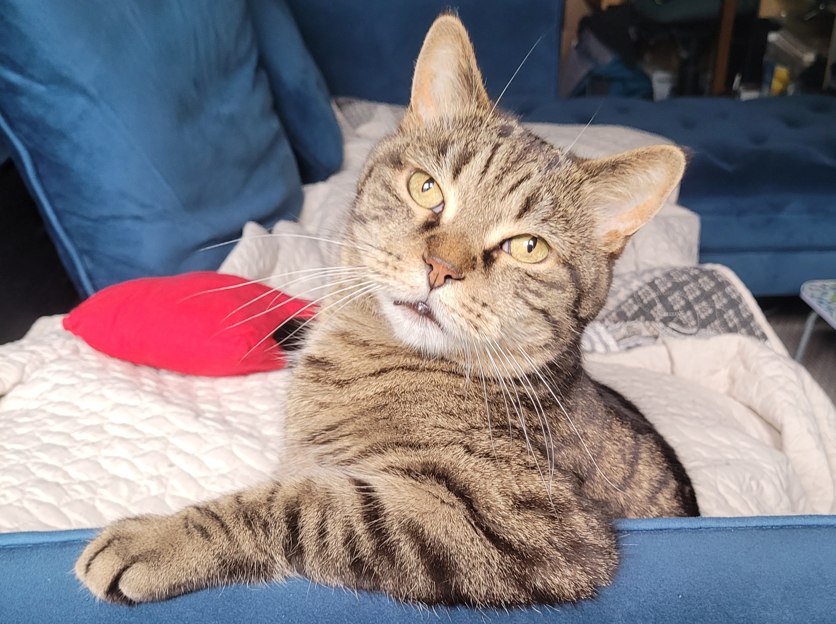 Help My Cat Get the Dental Surgery He Desperately Needs campaign photo, 6 of 8
