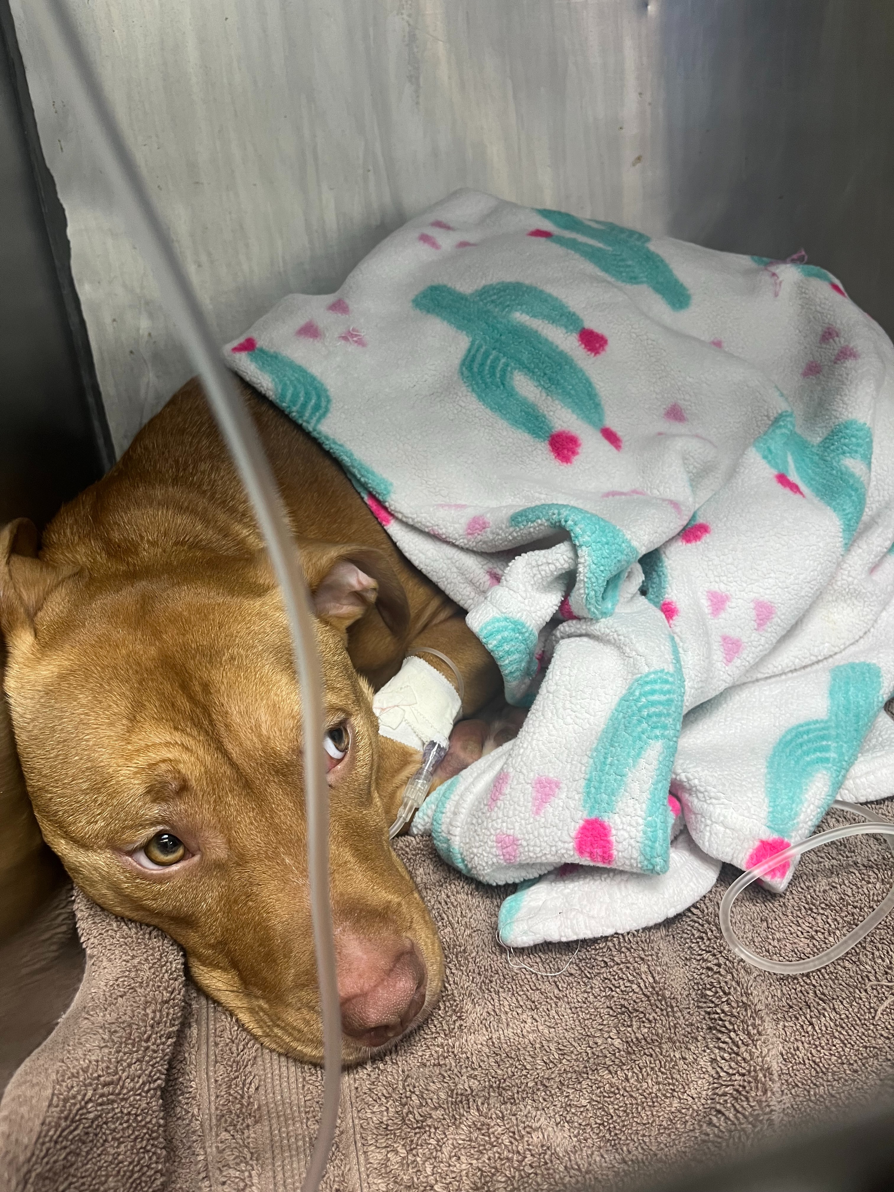 Help Honey Recover: Support Brigid & Maddie campaign photo, 2 of 5