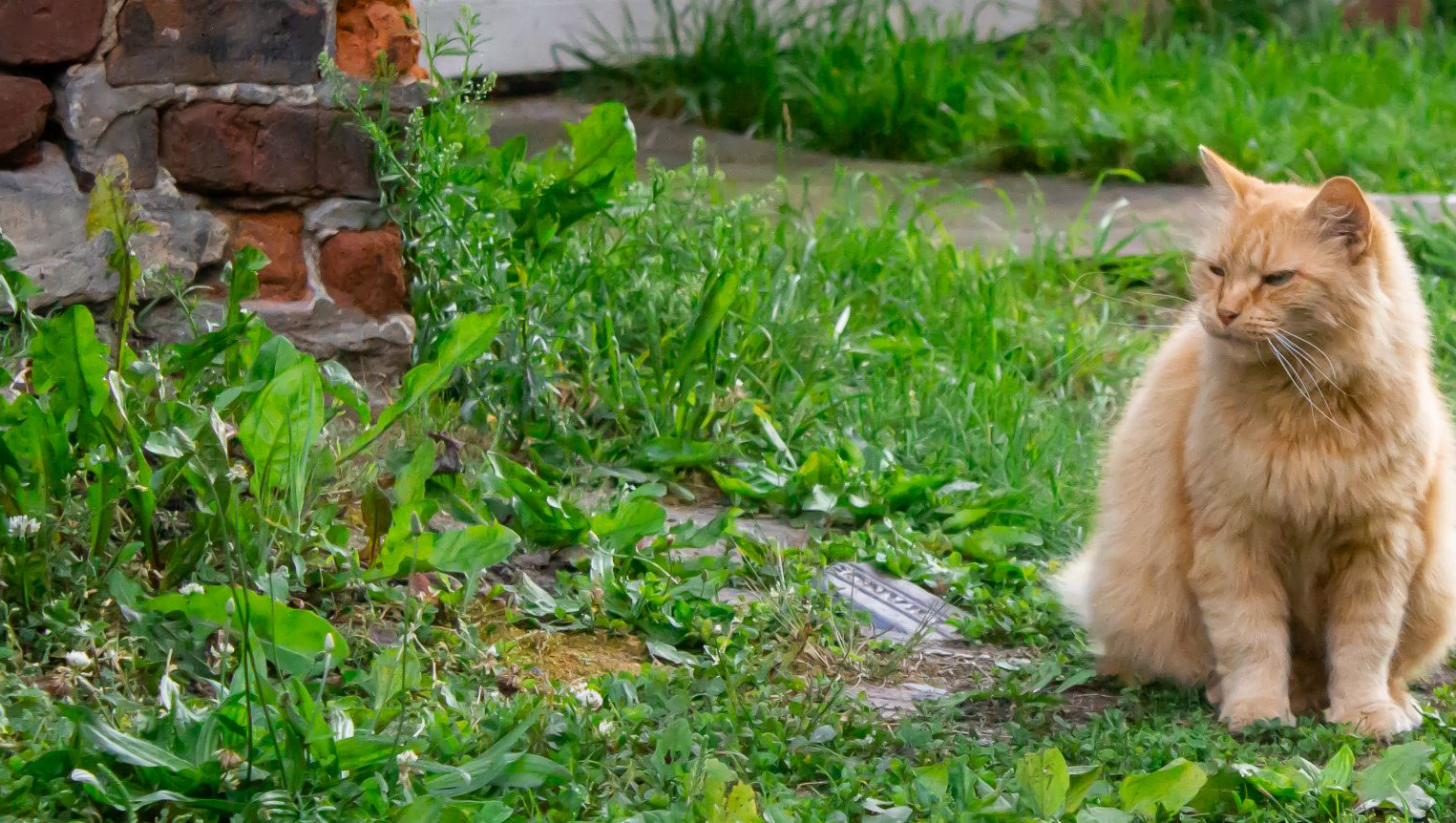 Help Public Sq Kitties Secure a Safe Haven for Strays photo