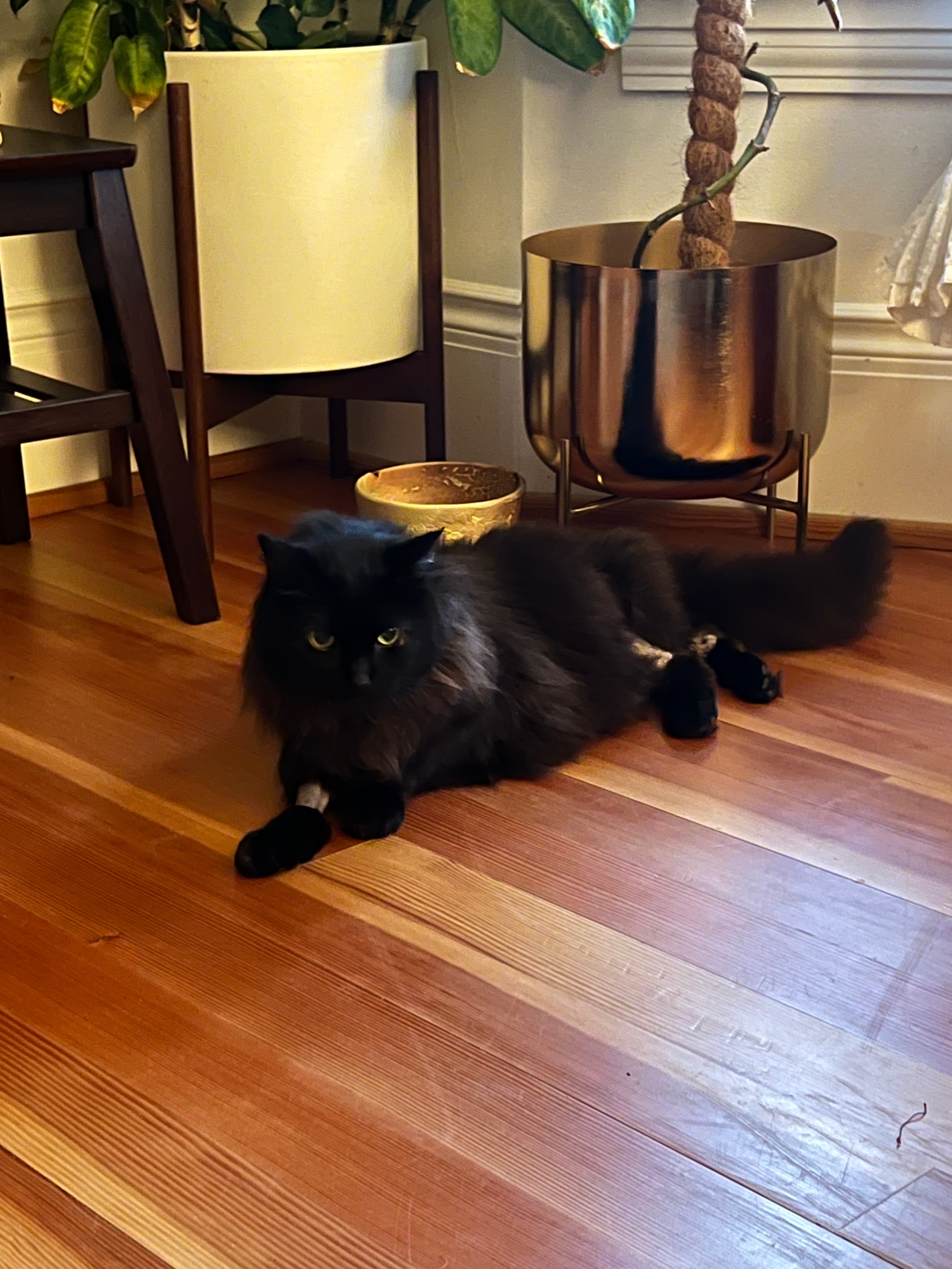 Help Lauren & Henry Recover from Emergency Vet Bills campaign photo, 2 of 7
