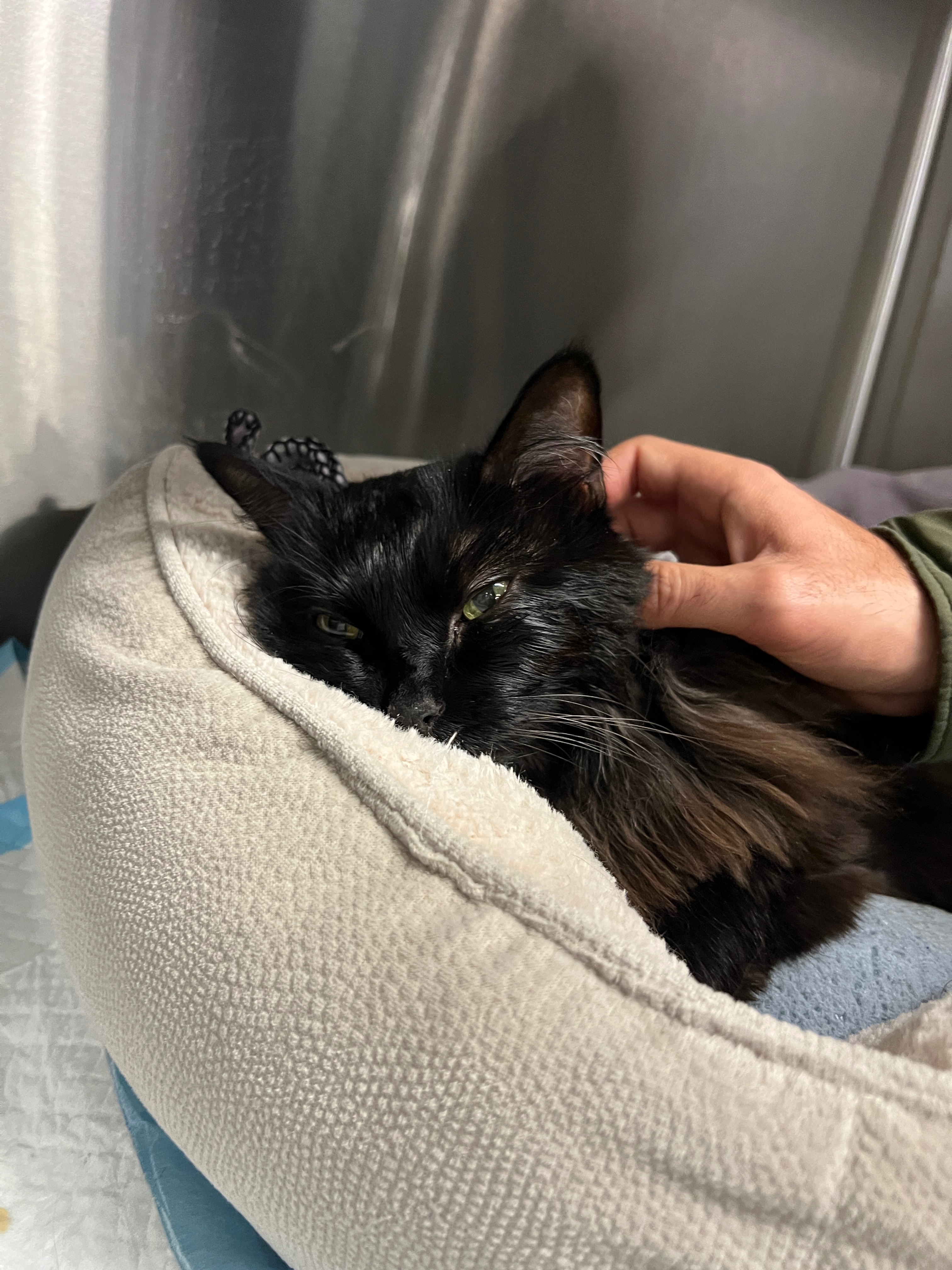 Help Lauren & Henry Recover from Emergency Vet Bills campaign photo, 4 of 7