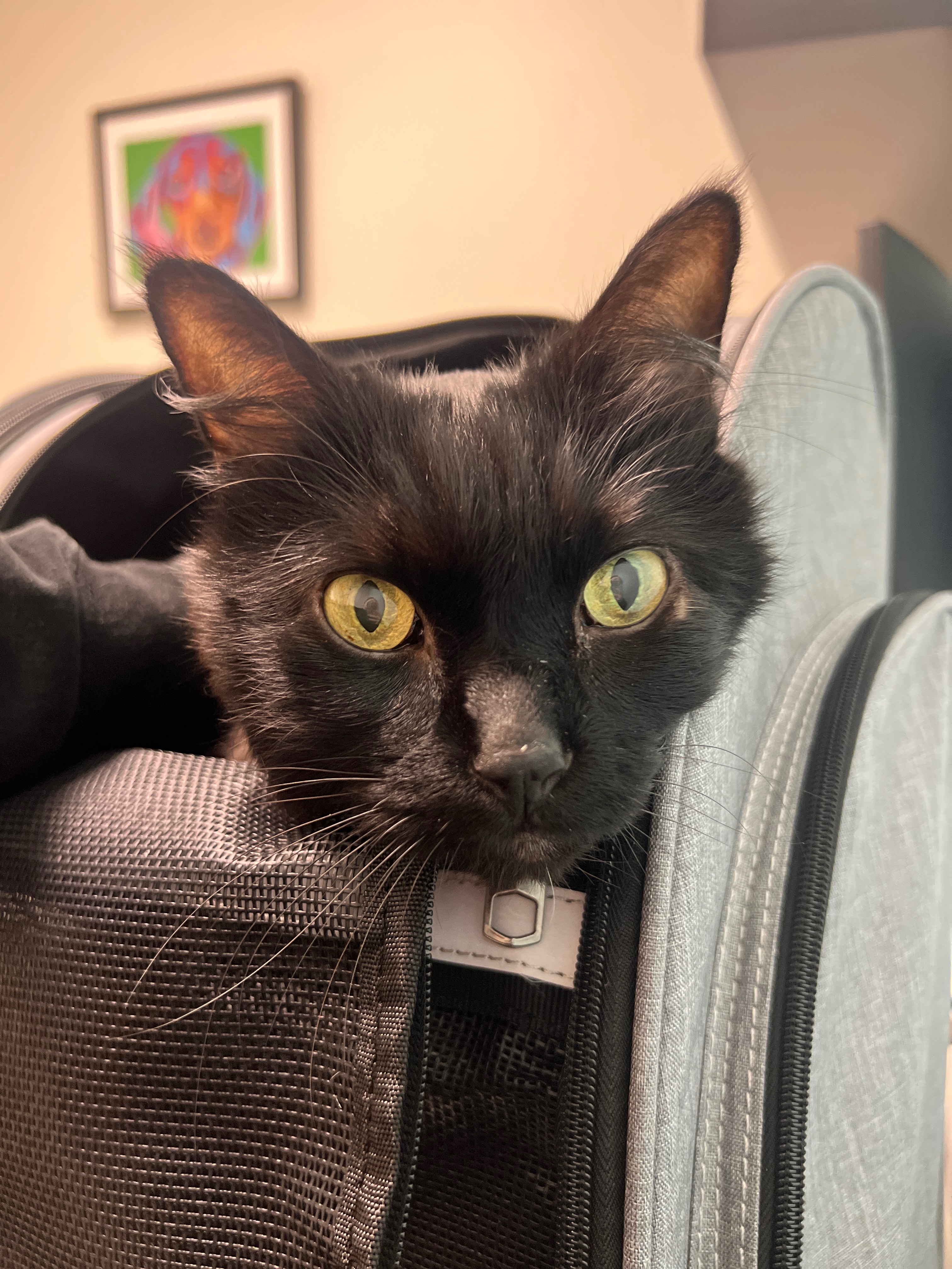 Help Lauren & Henry Recover from Emergency Vet Bills campaign photo, 5 of 7