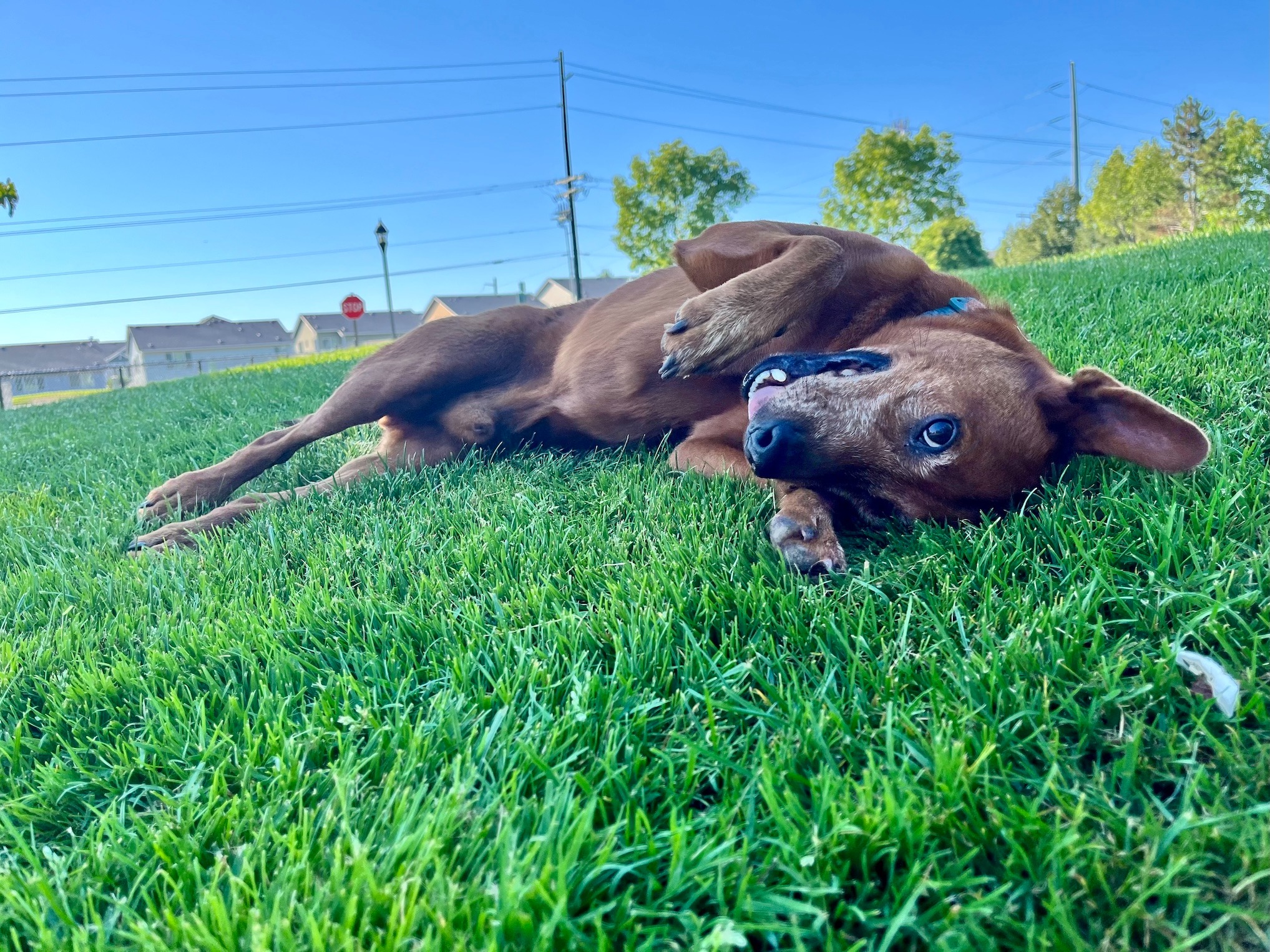 Urgent surgery needed for my beloved dog campaign photo, 5 of 6