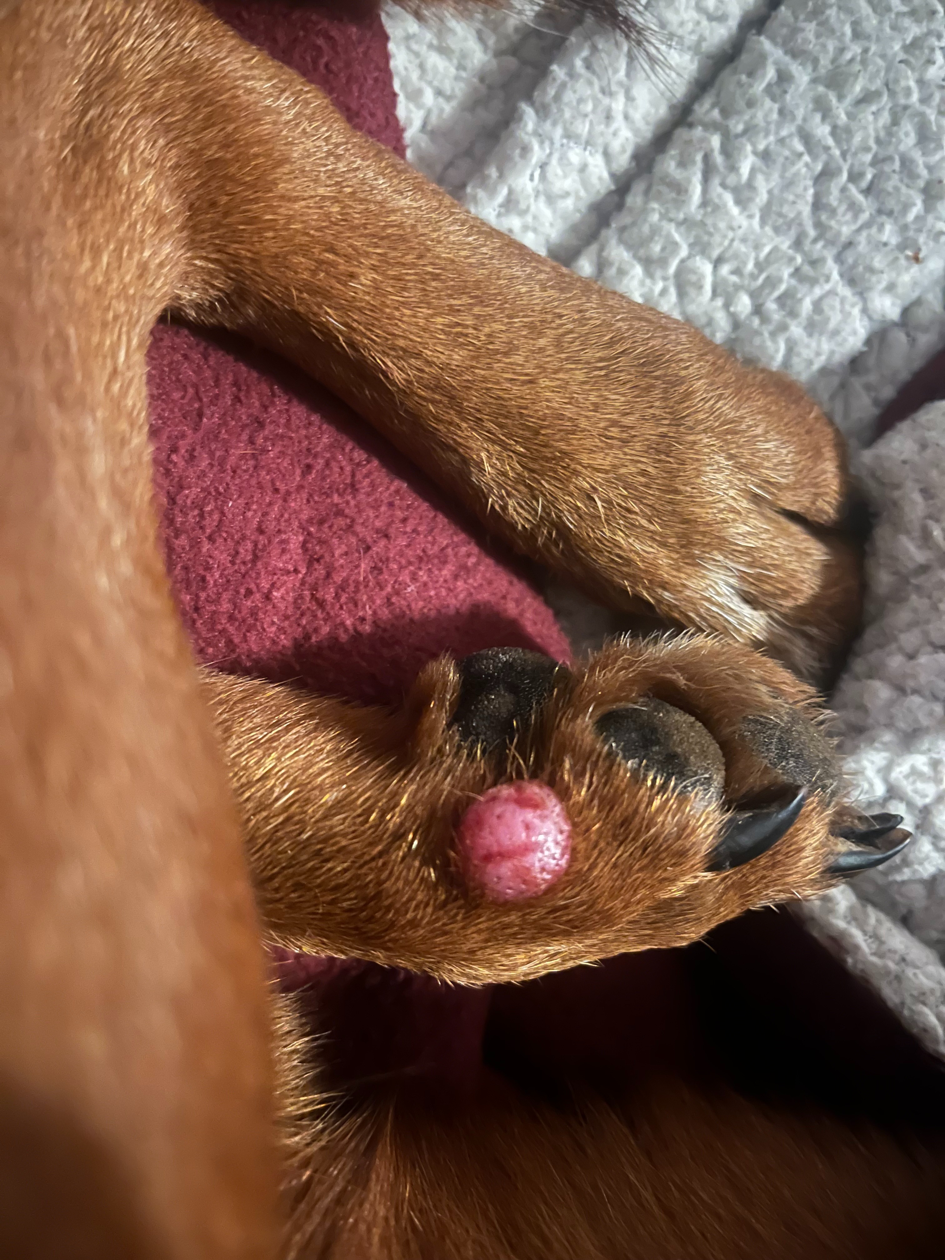Urgent surgery needed for my beloved dog campaign photo, 2 of 6