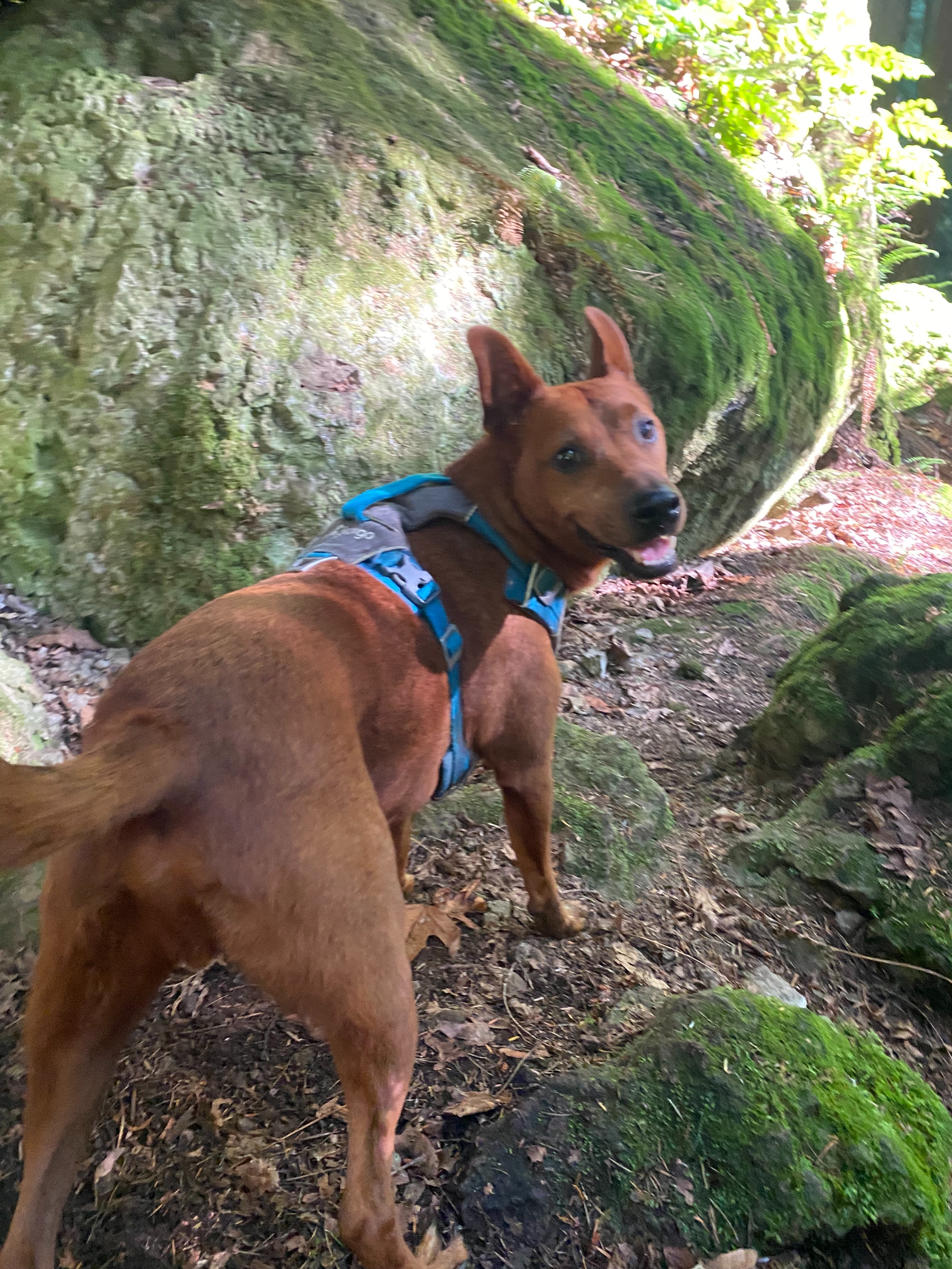 Urgent surgery needed for my beloved dog campaign photo, 4 of 6