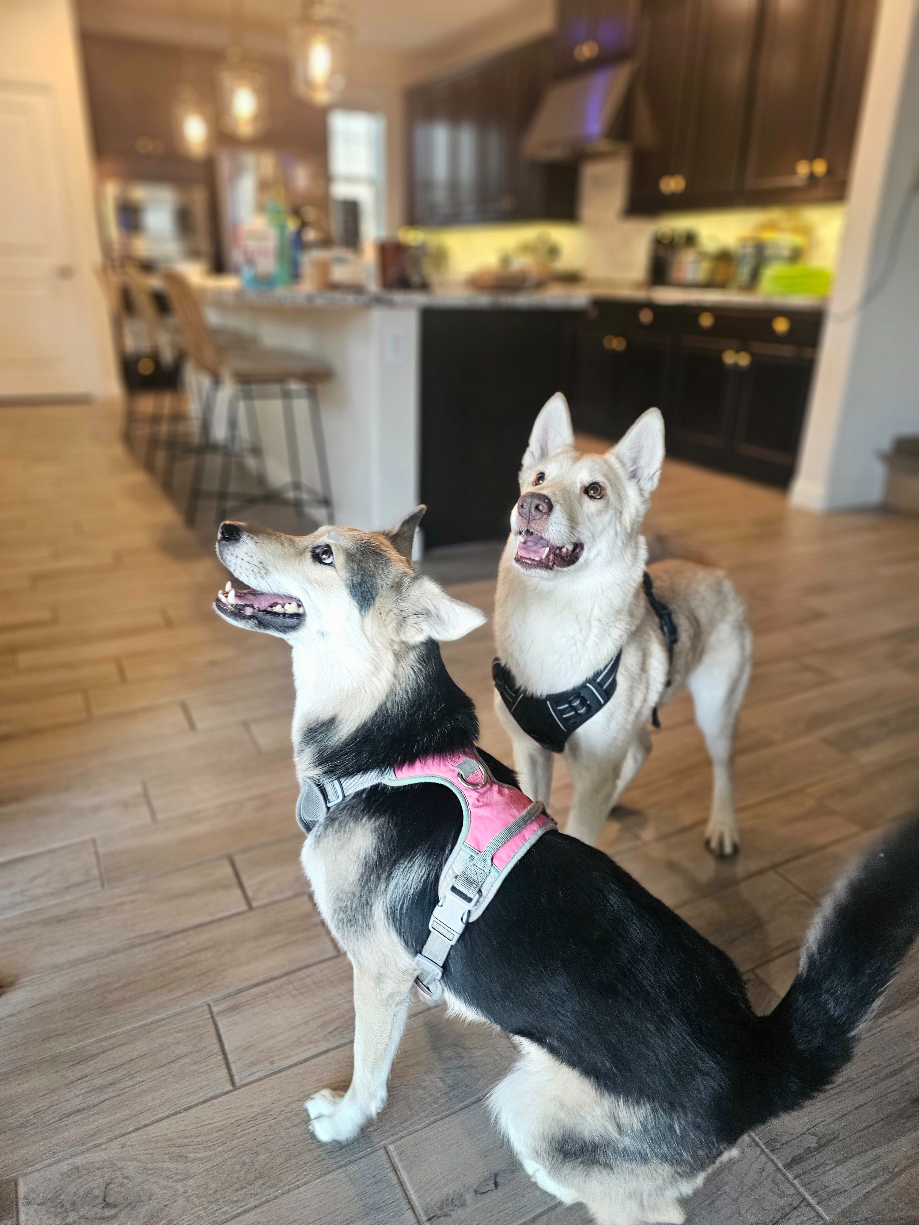 Support Housing for Two Sweet Dogs campaign photo, 6 of 7