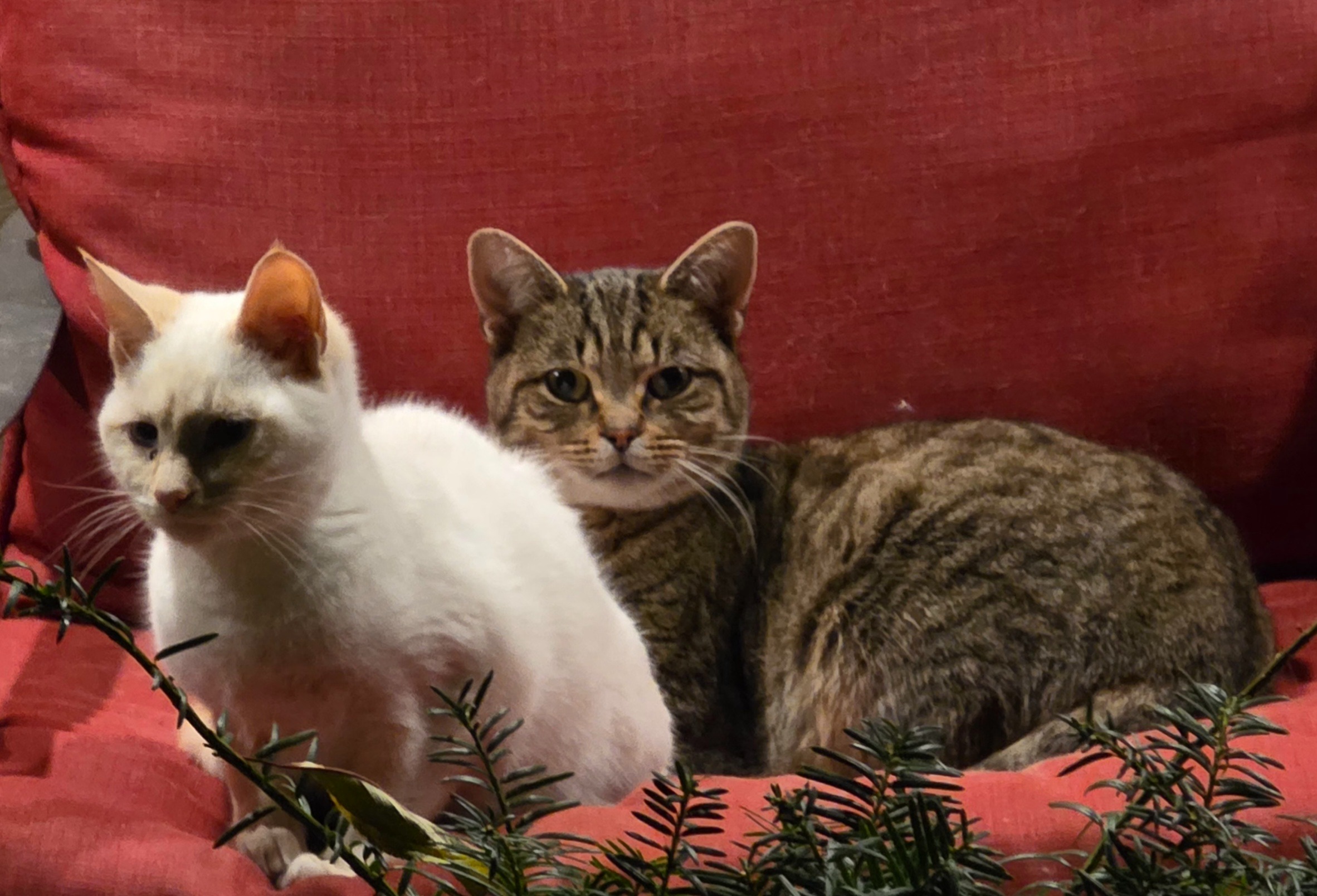 Help our Community and Support Spay or Neuter for Feral Cats campaign photo, 2 of 4