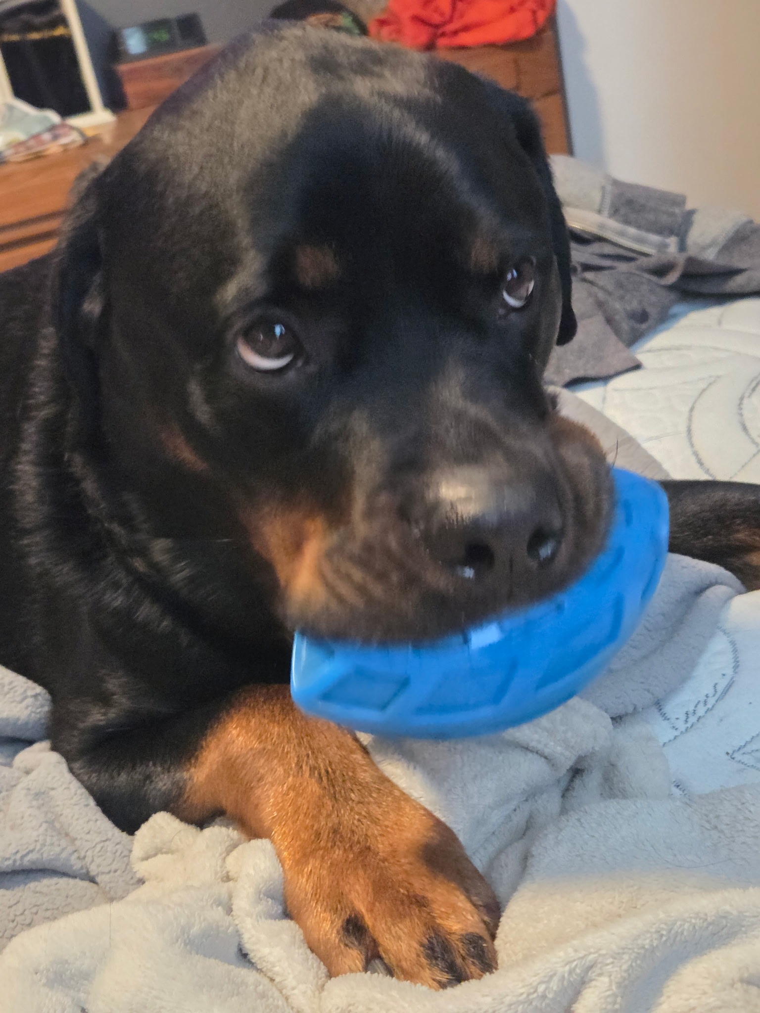 Urgent Surgery for Brie's Service Dog Bugsy campaign photo, 6 of 6
