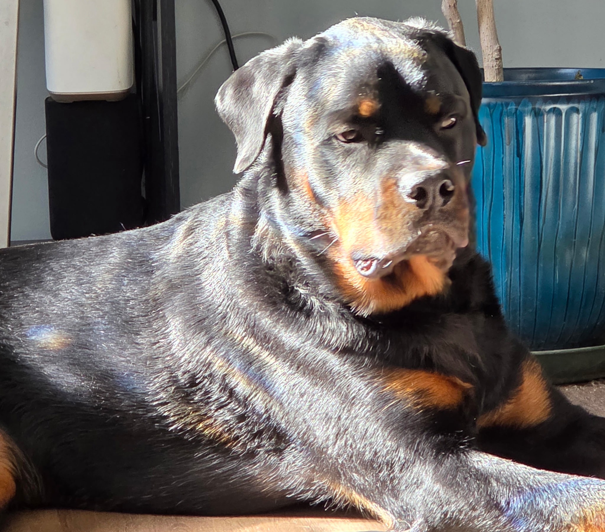 Urgent Surgery for Brie's Service Dog Bugsy campaign photo, 4 of 6