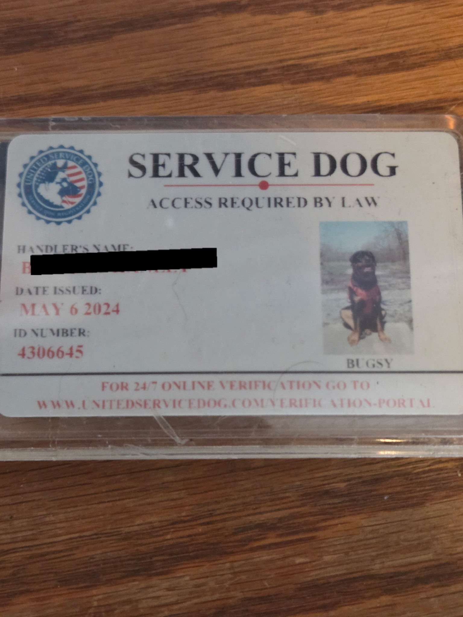 Urgent Surgery for Brie's Service Dog Bugsy campaign photo, 5 of 6