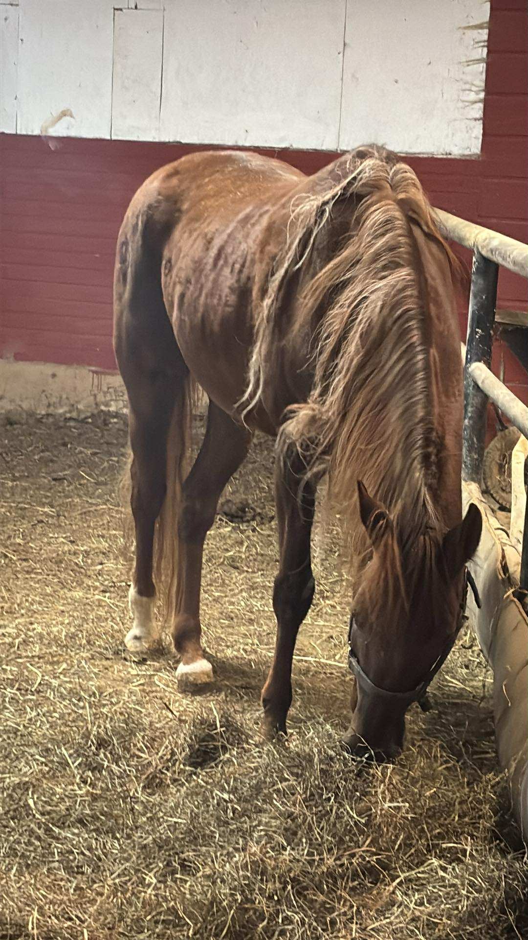 Freedom and Hope on Hooves ❤️ campaign photo, 2 of 5