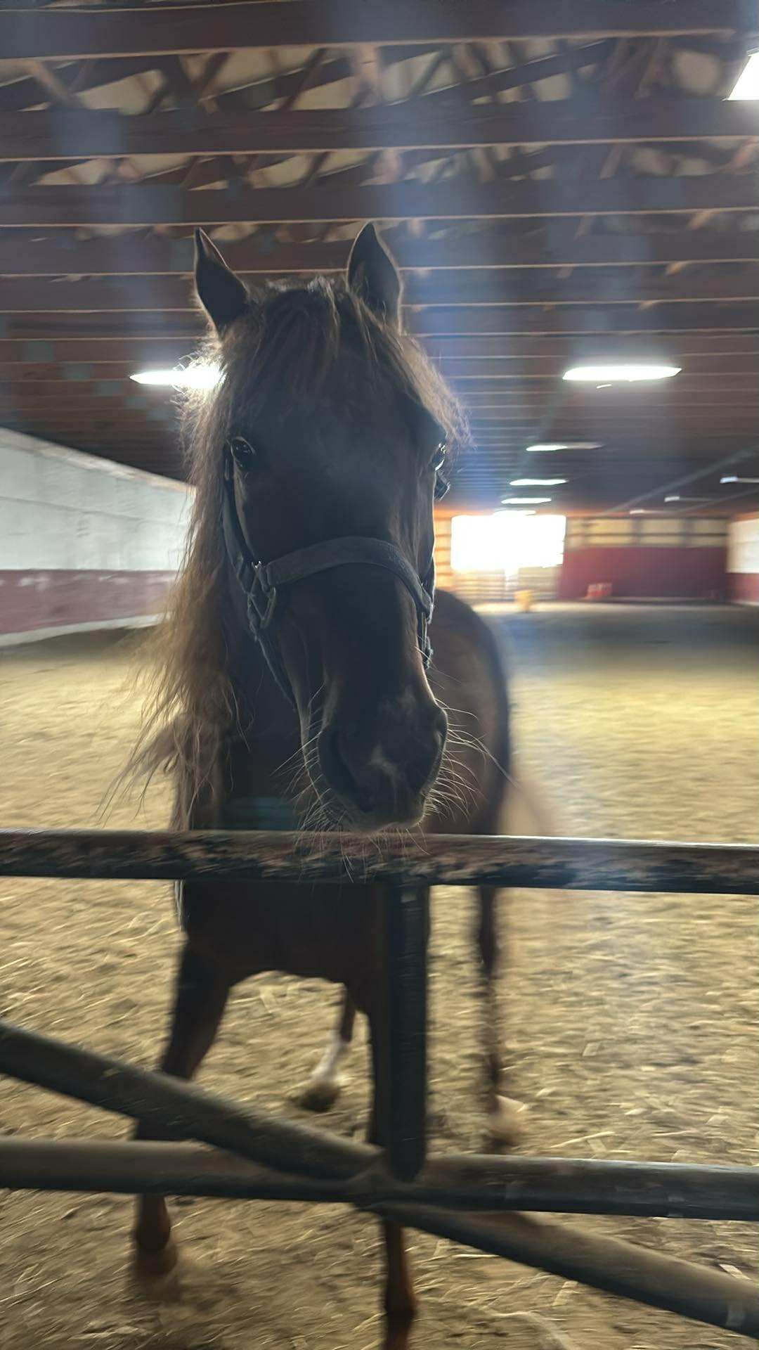 Freedom and Hope on Hooves ❤️ campaign photo, 4 of 5
