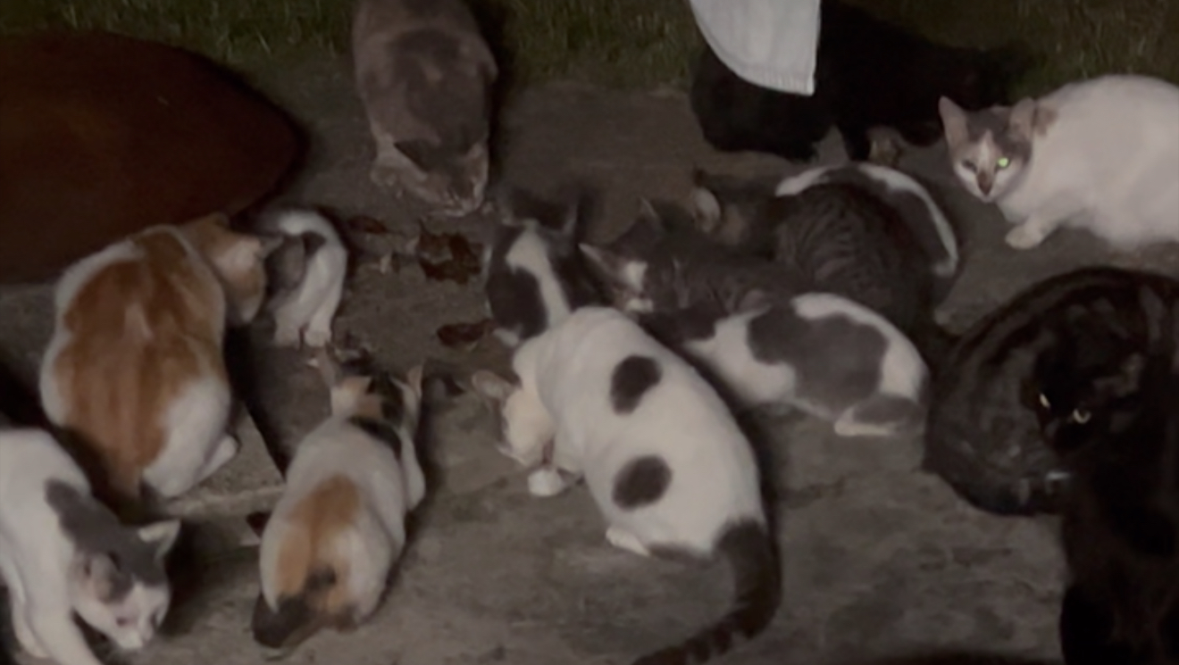 Dívidas vets alimentação suporte de vida photo