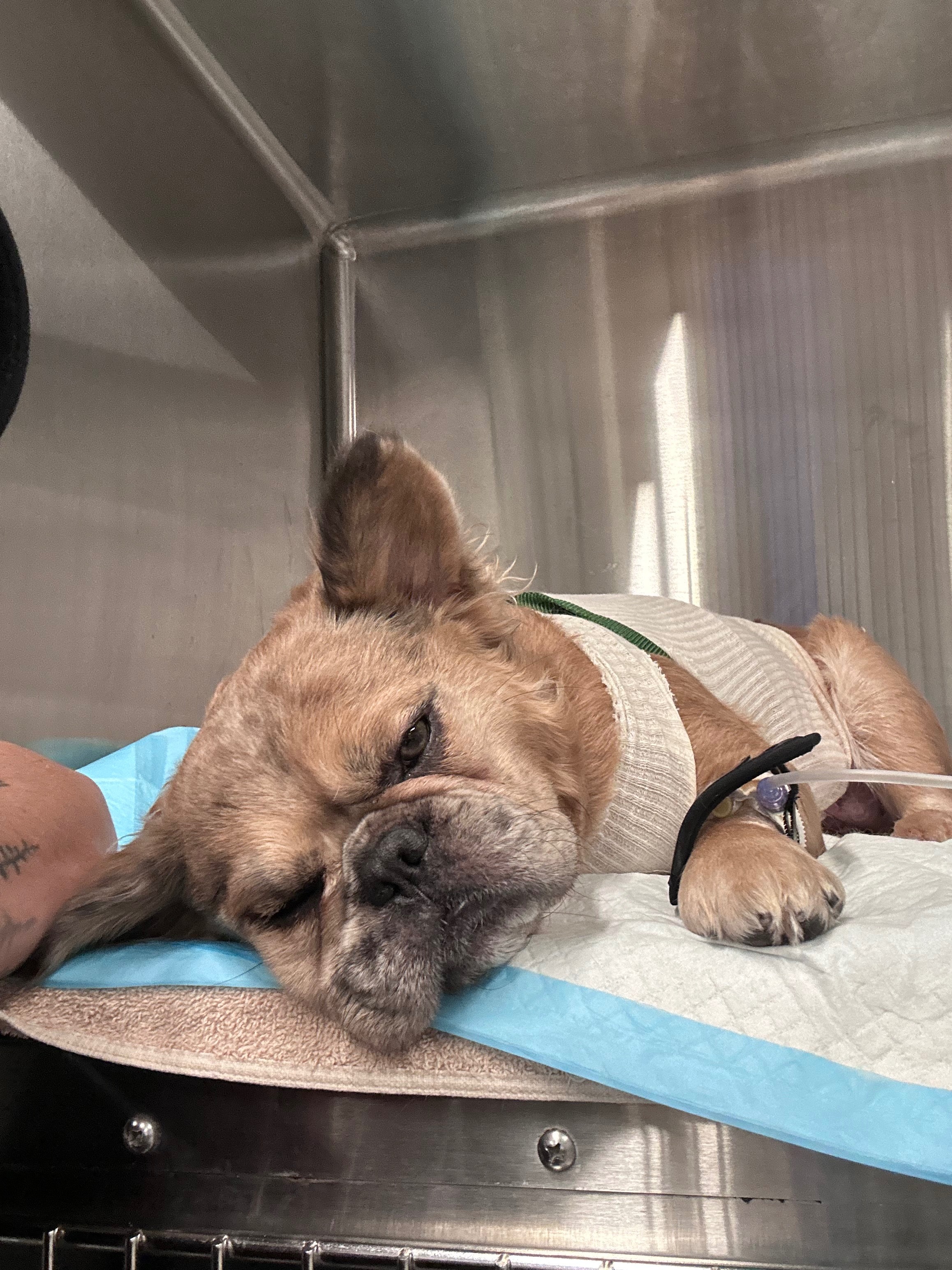 Urgent Help Needed to Save Coco Emergency Surgery in Dalla campaign photo, 2 of 4