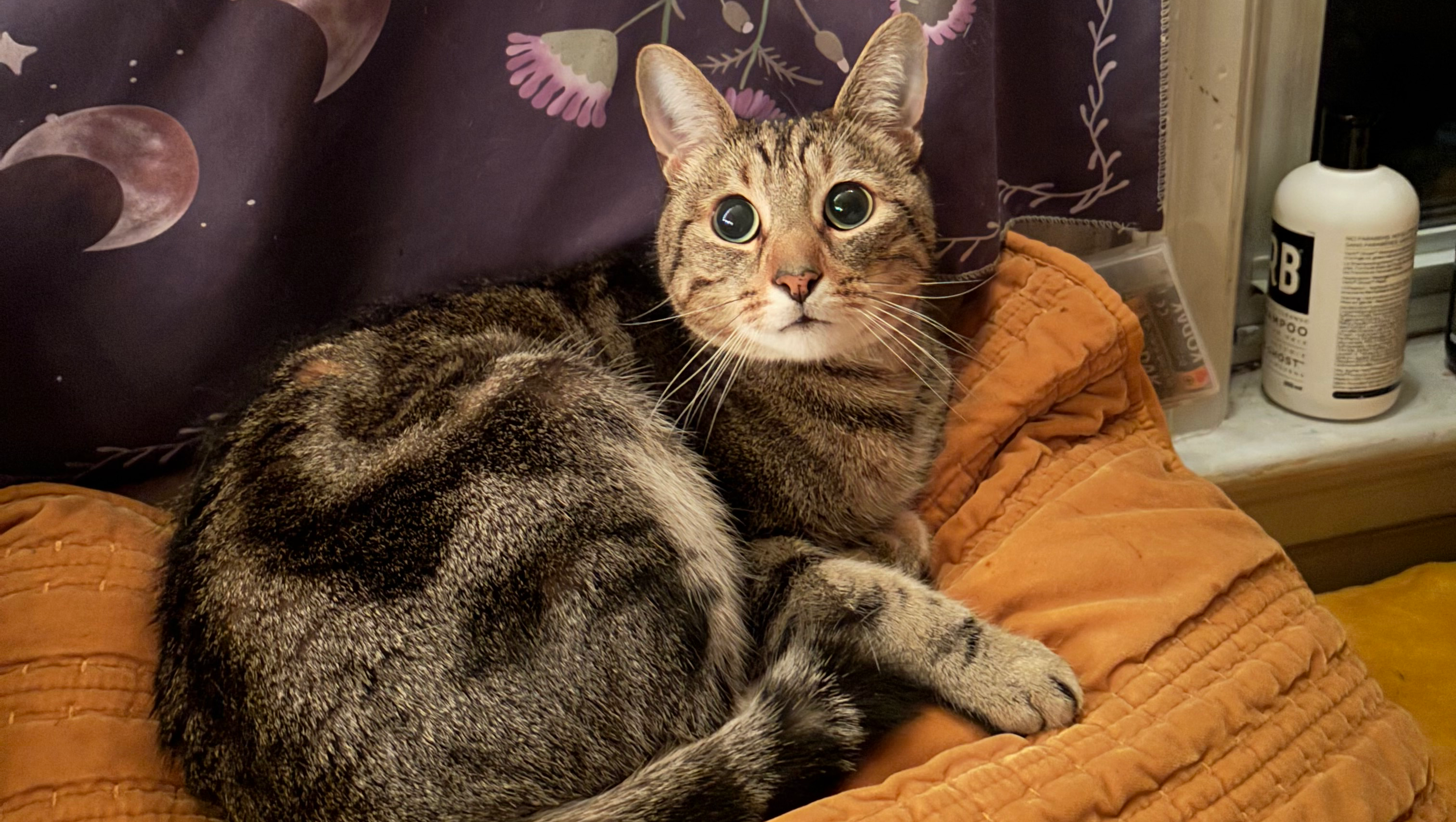 Help Loki Get Life-Saving Surgery photo