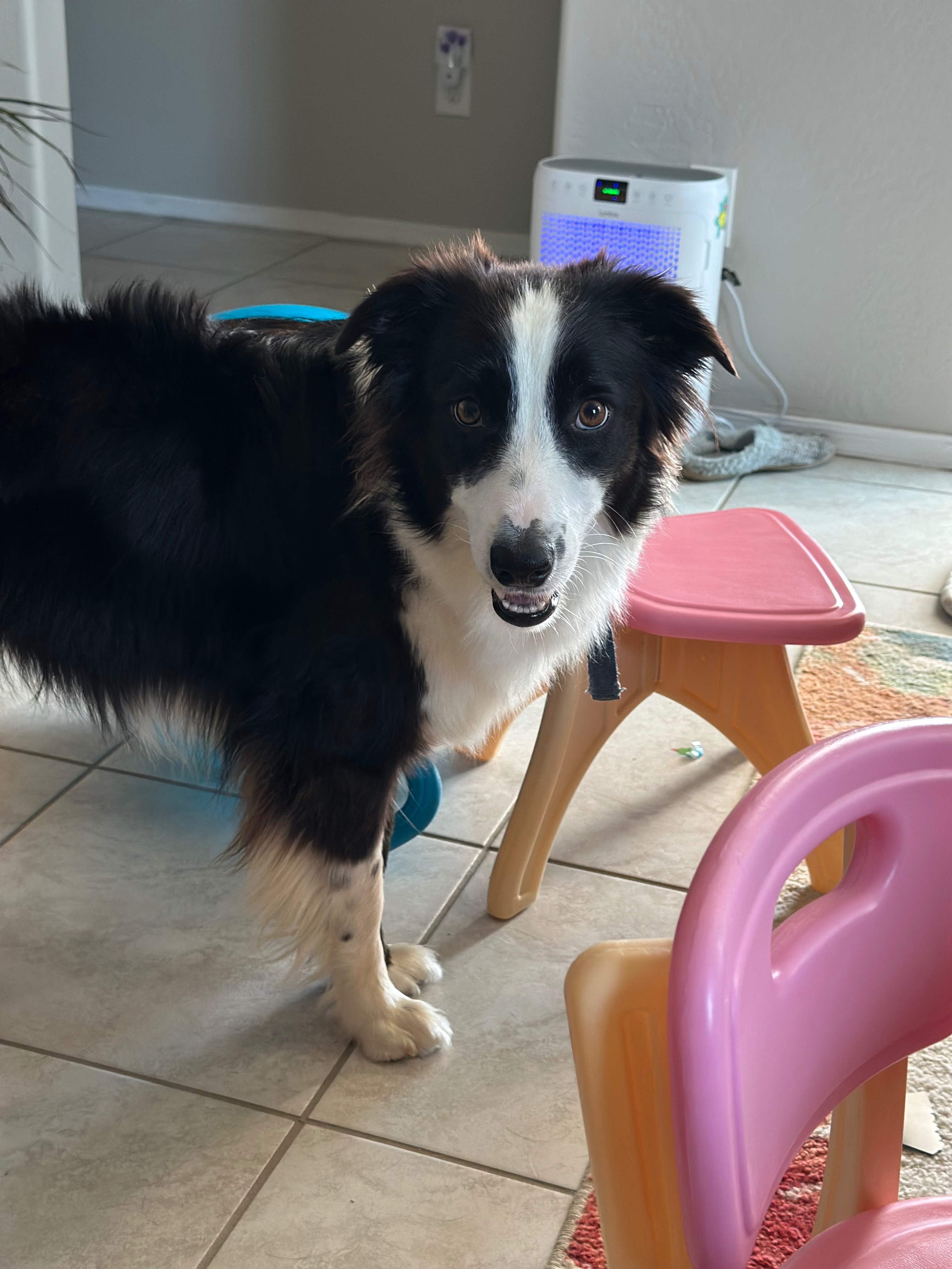Donate to Save Our Family's Collie, Freya campaign photo, 6 of 7