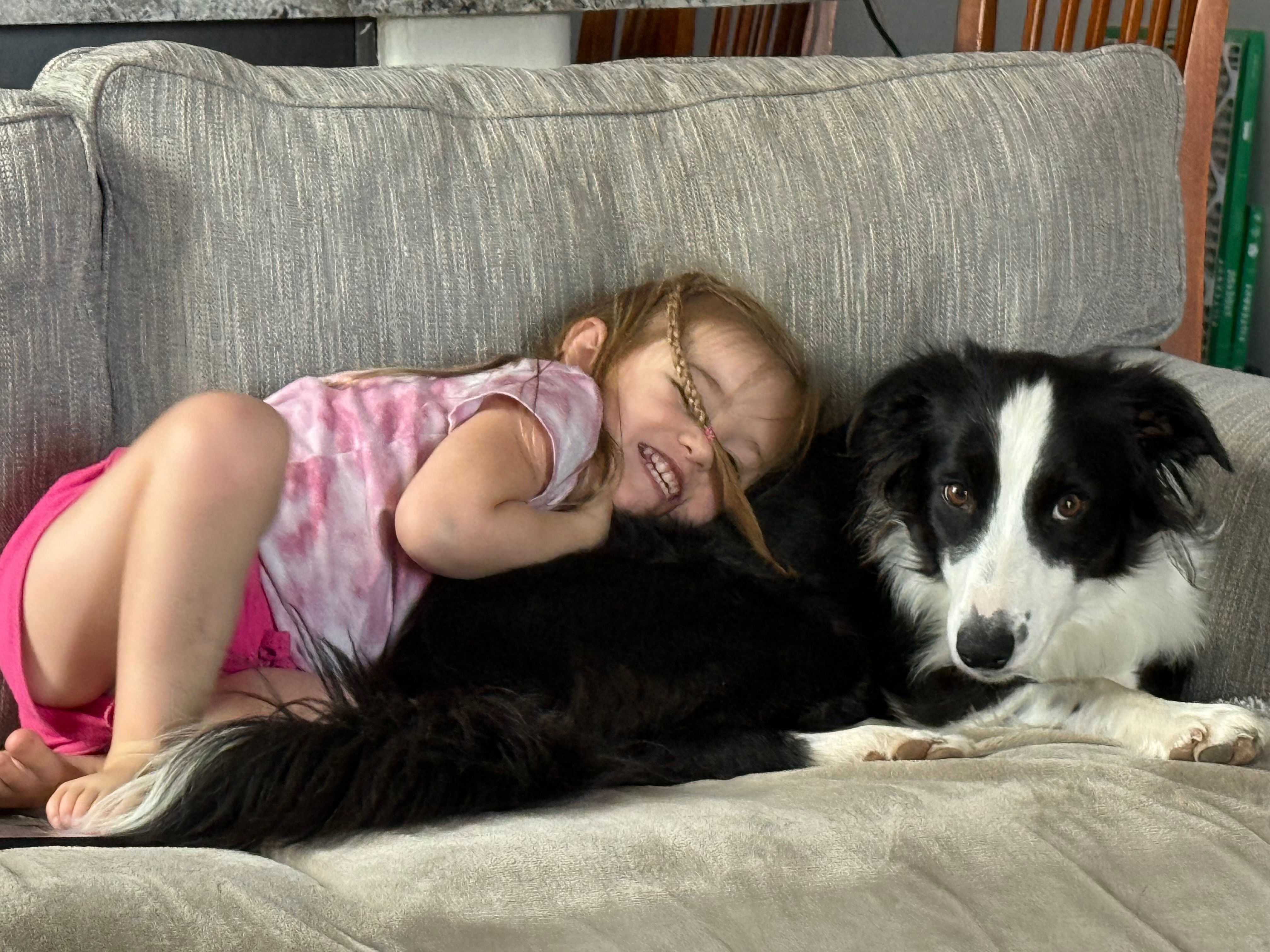 Donate to Save Our Family's Collie, Freya campaign photo, 2 of 7