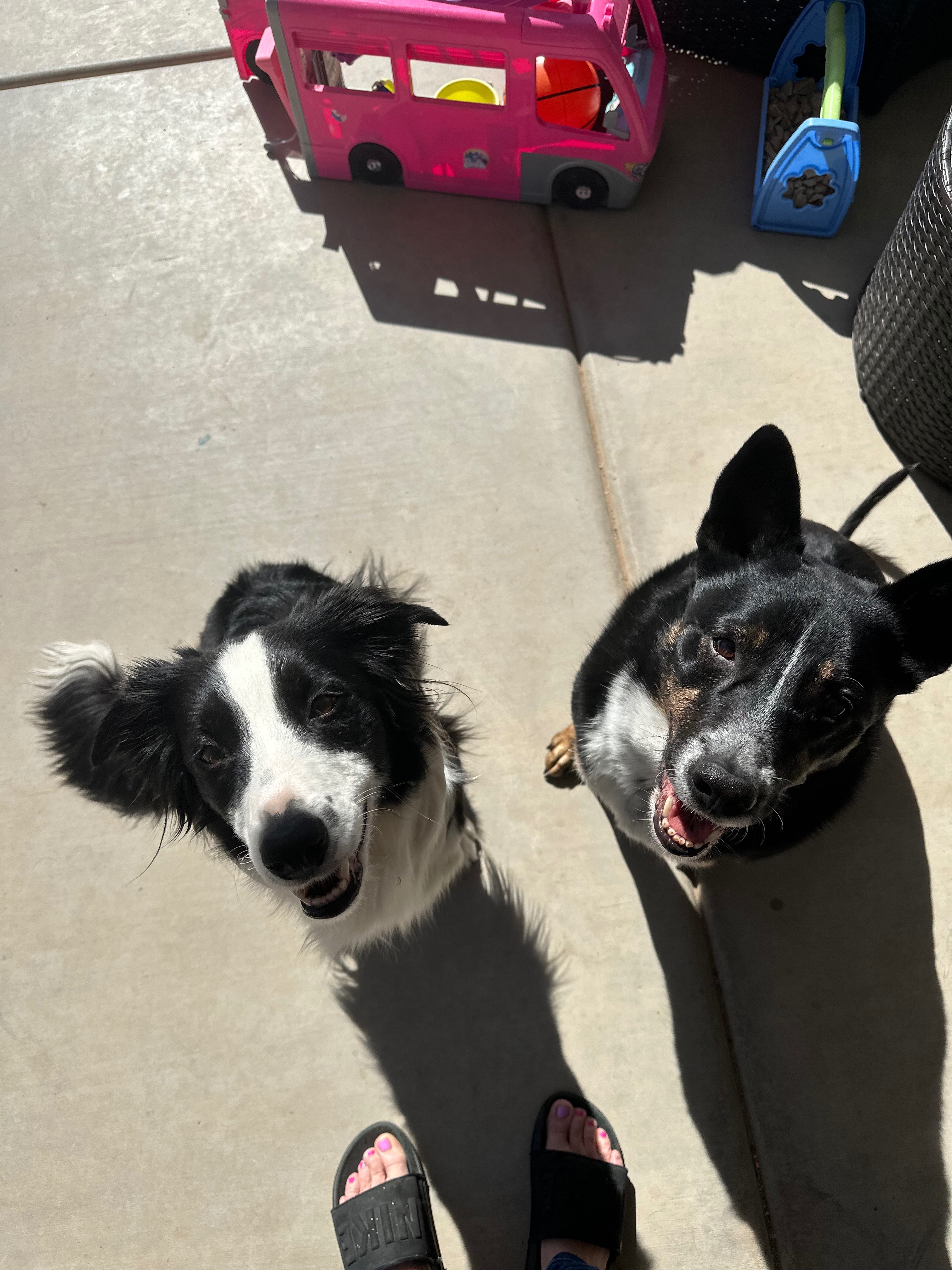 Donate to Save Our Family's Collie, Freya campaign photo, 5 of 7