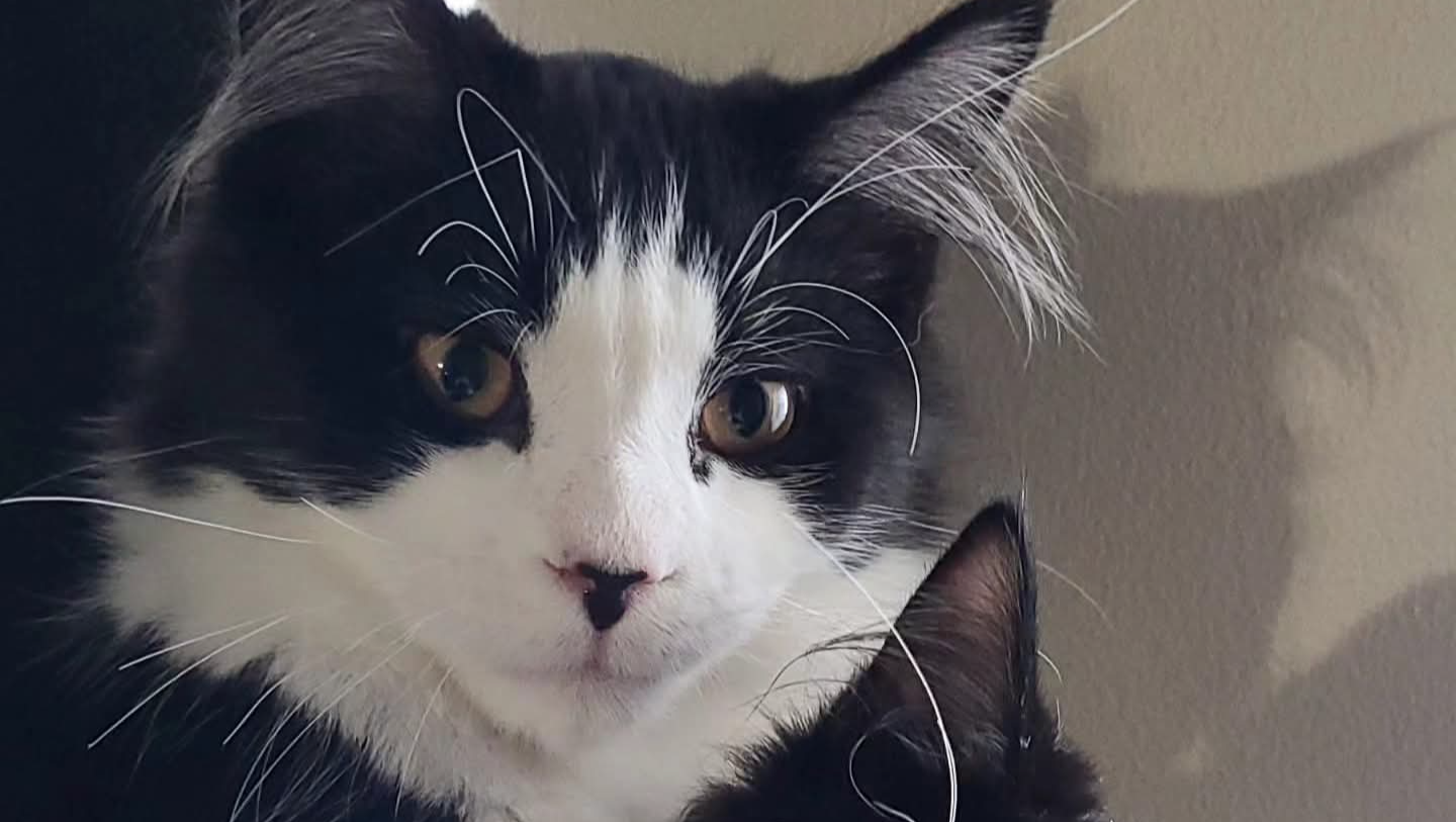 Fundraiser to assist with Freyr's vet bills photo