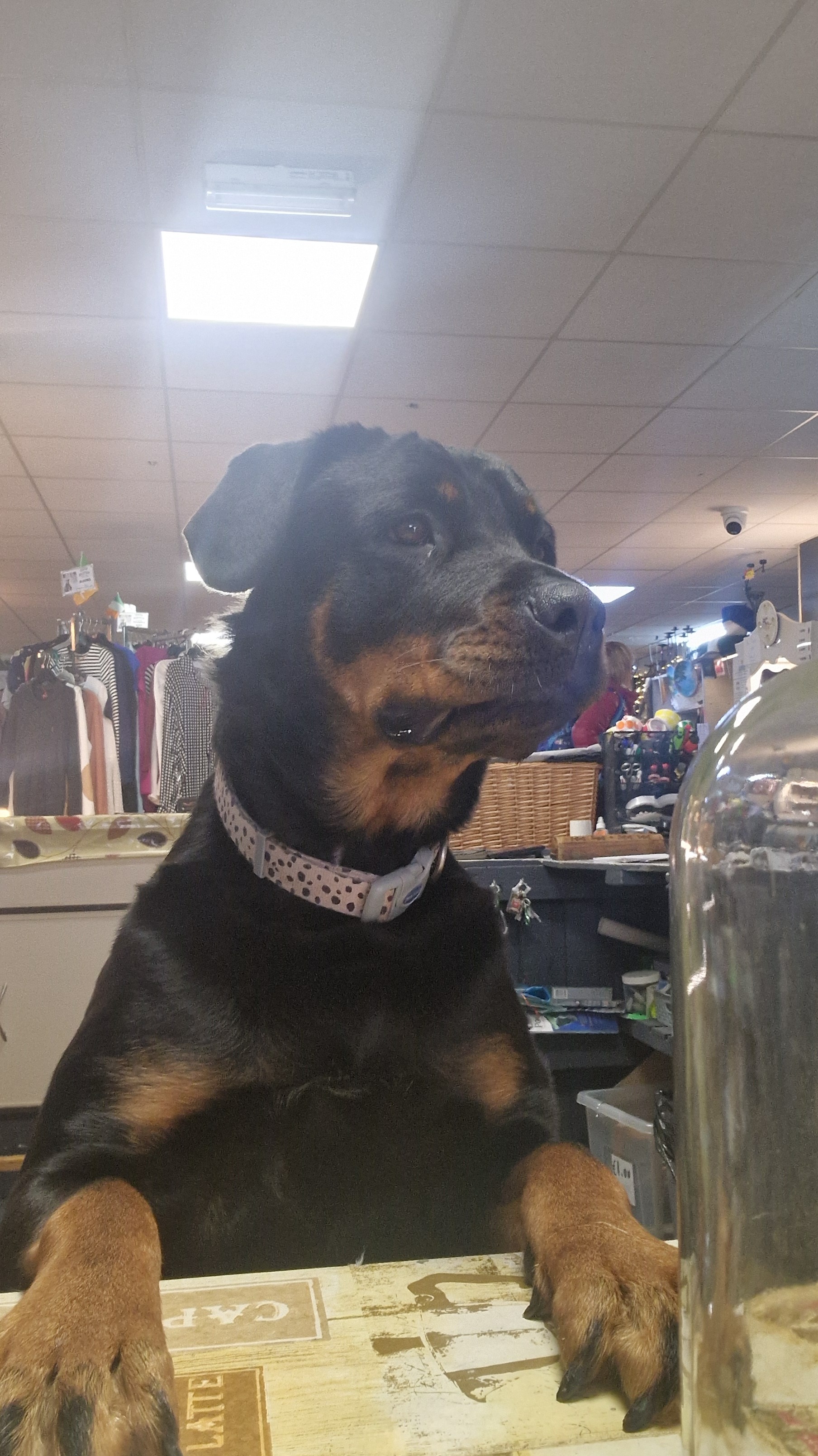 Duffy the Rottie campaign photo, 6 of 7