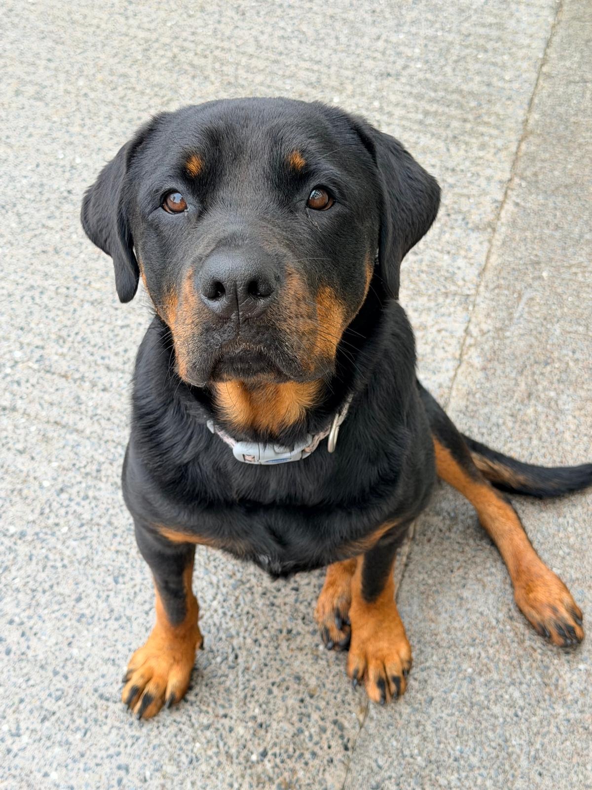 Duffy the Rottie campaign photo, 2 of 7