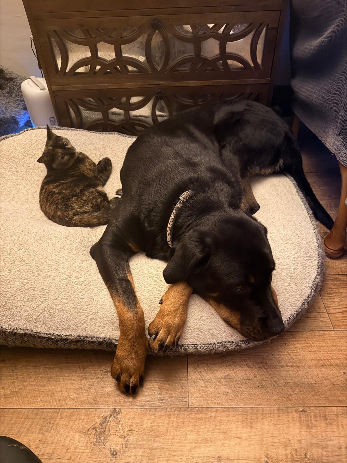 Duffy the Rottie campaign photo, 4 of 7