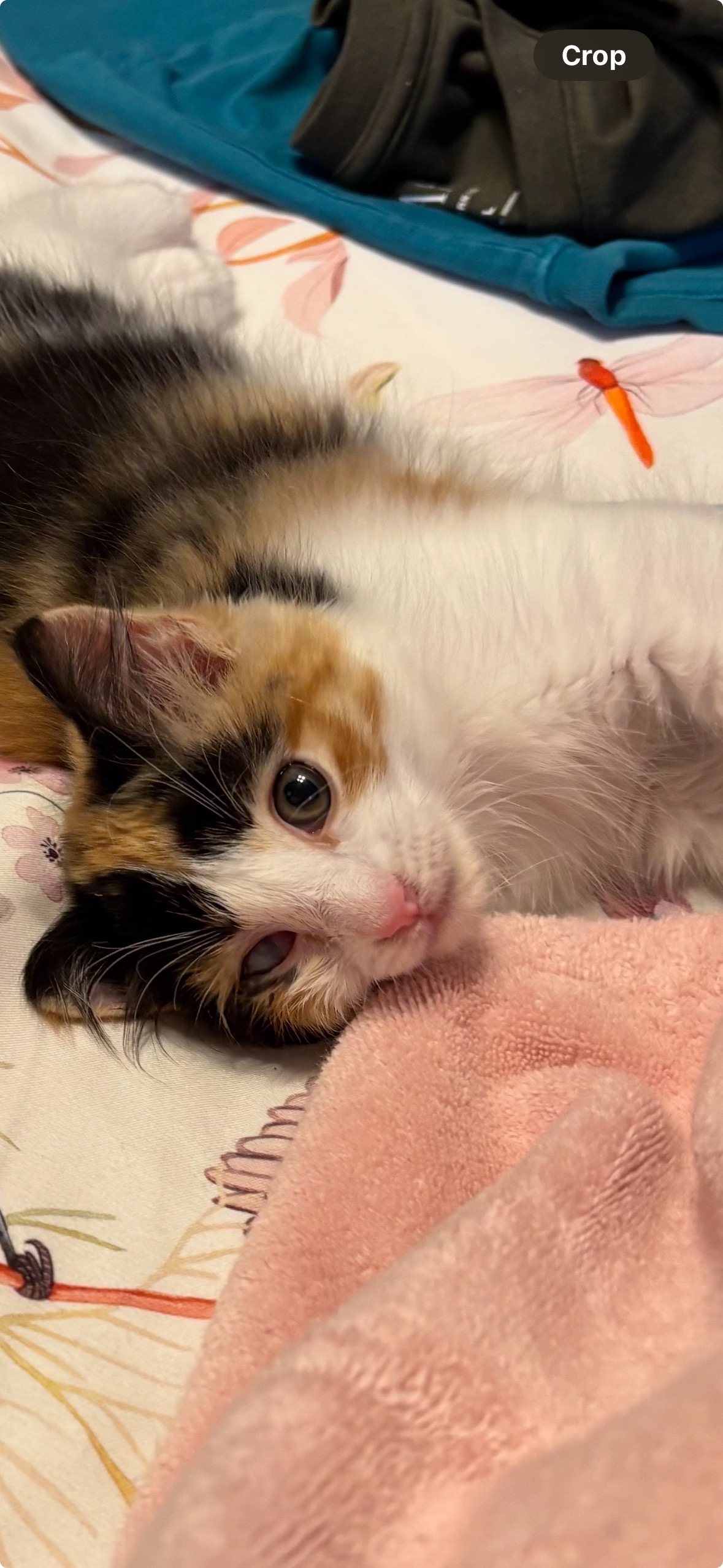 Save Daphne: Fund Her Eye Removal Surgery campaign photo, 4 of 5