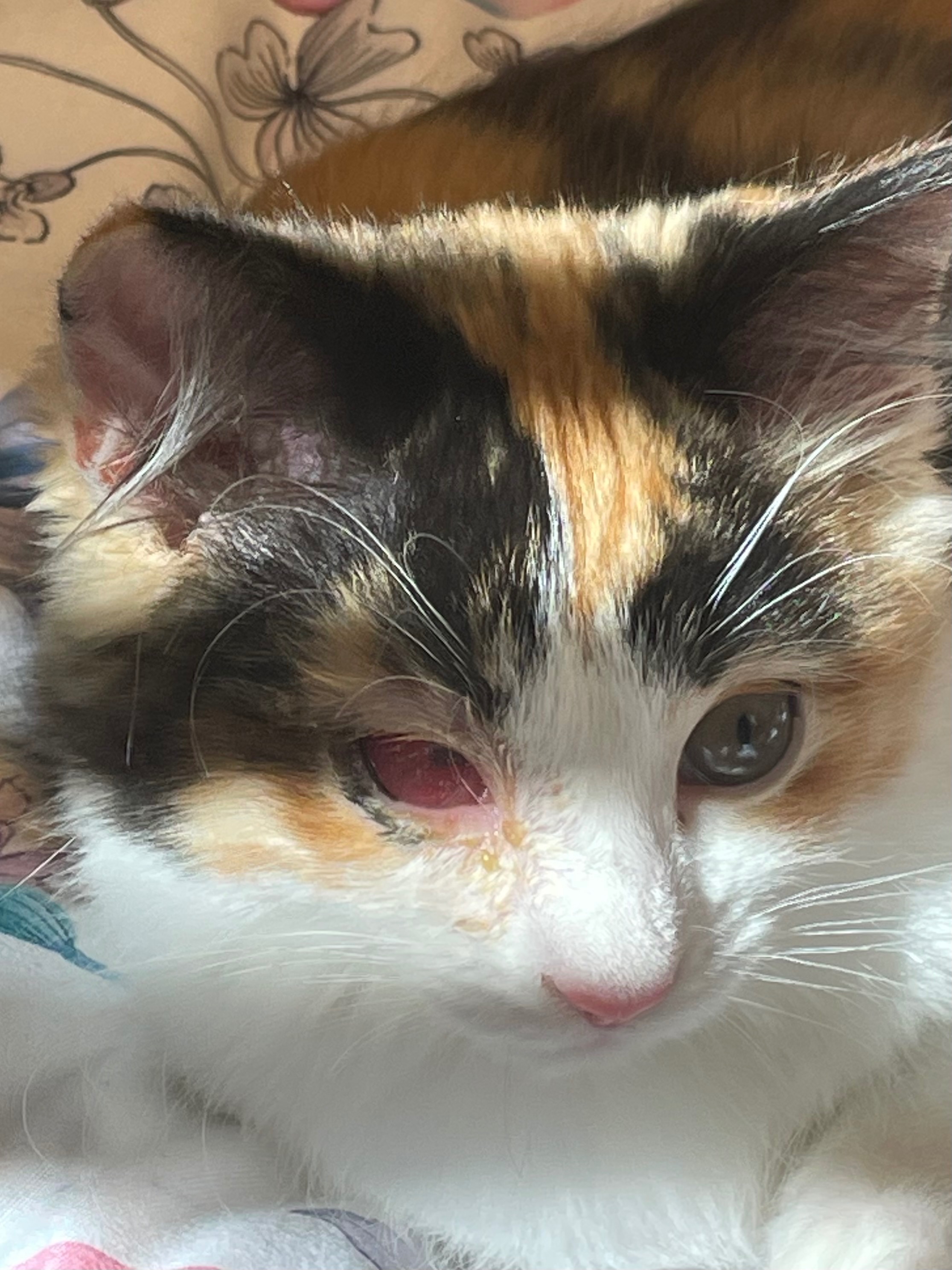 Save Daphne: Fund Her Eye Removal Surgery campaign photo, 2 of 5