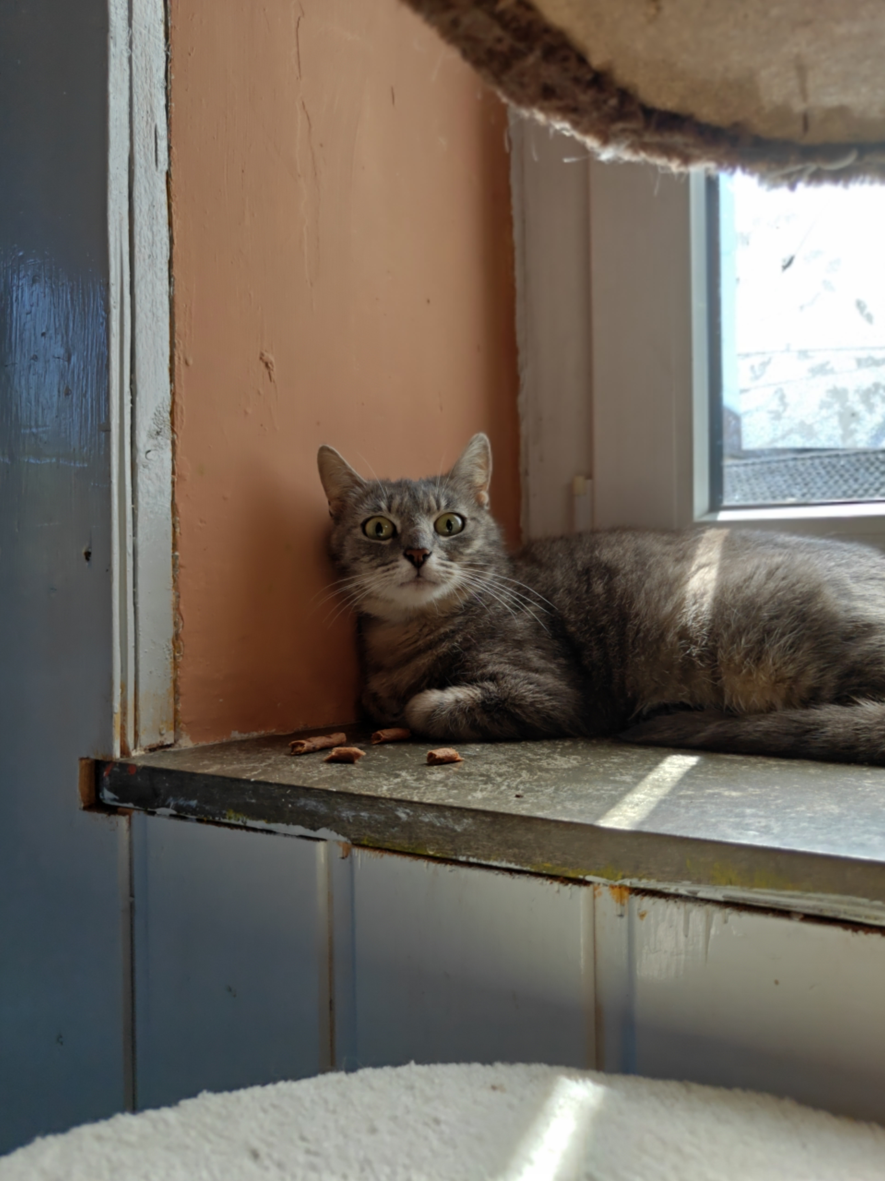 Katzen in Not - Tierarztpraxis aus RLP bittet um Hilfe ! campaign photo, 2 of 13