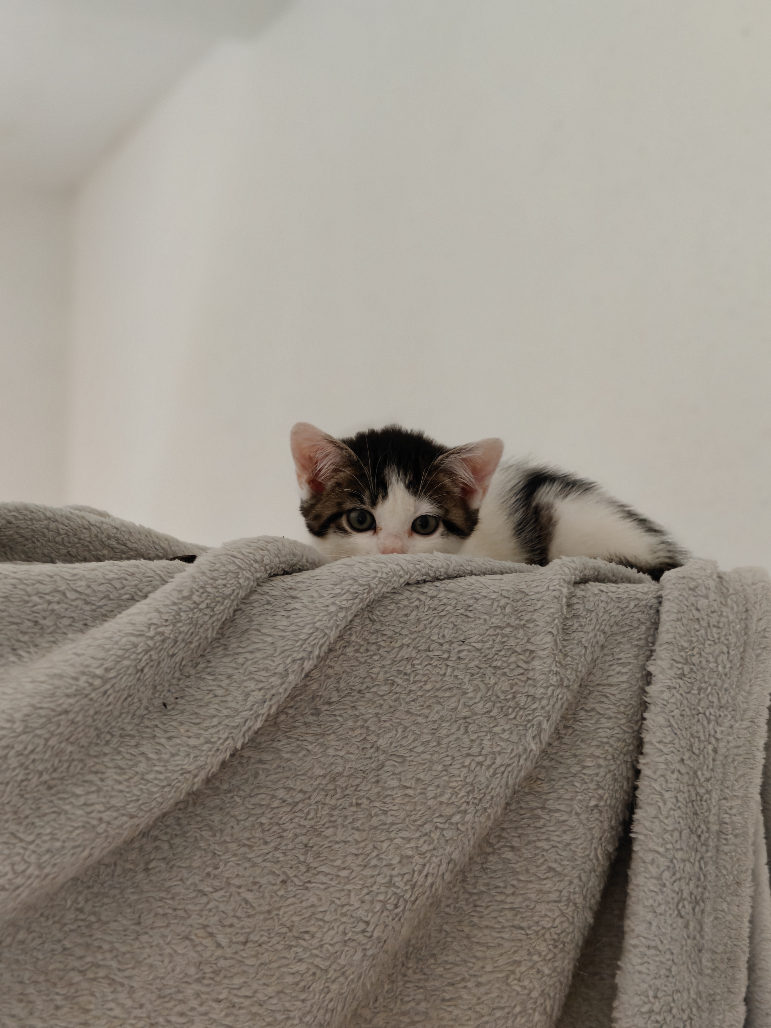 Katzen in Not - Tierarztpraxis aus RLP bittet um Hilfe ! campaign photo, 5 of 13